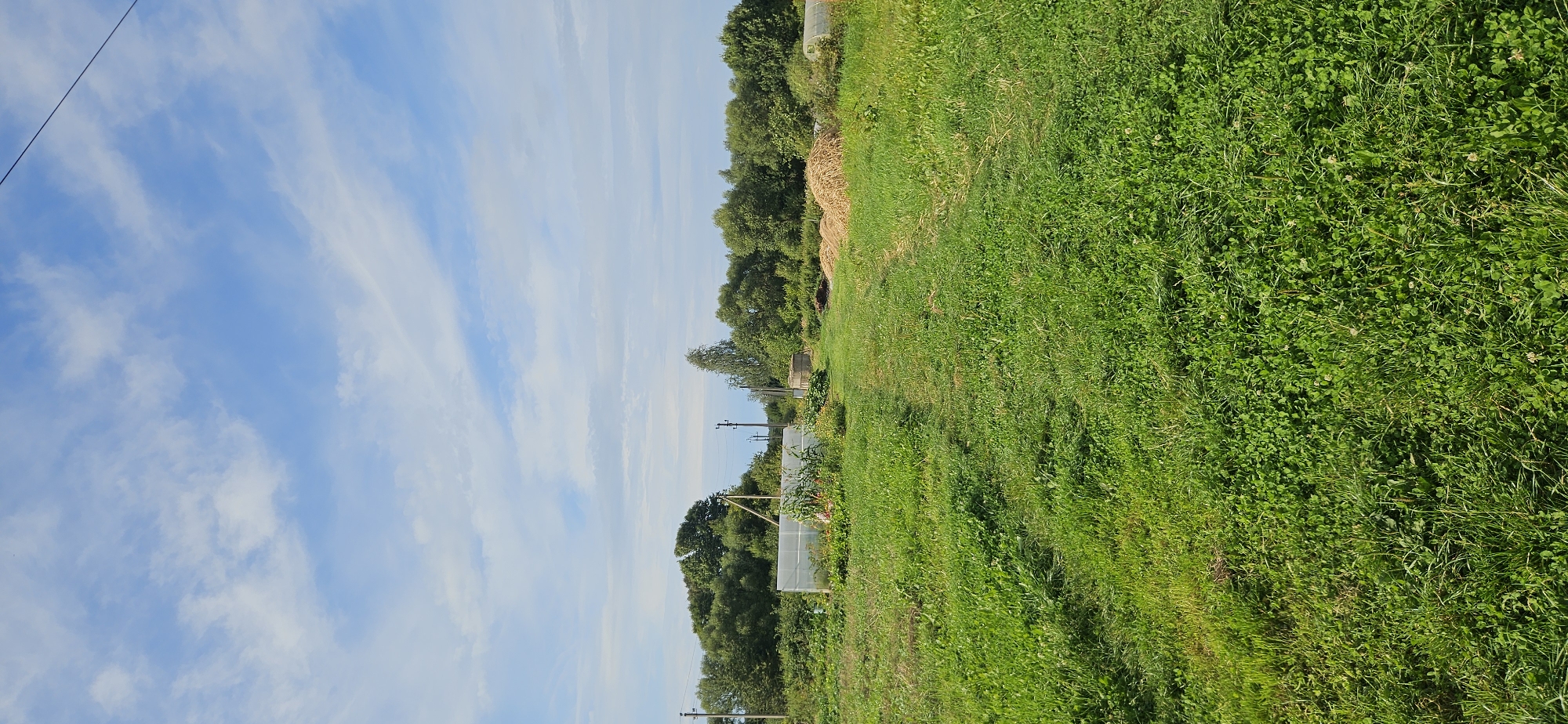The image depicts a rural outdoor scene, likely in the Мазалаўскі сельскі Савет of Belarus, on a clear day with a blue sky dotted with wispy clouds. The foreground is dominated by a lush green grassy field, with a distinct path or track worn into the grass leading into the midground. In the midground, to the left, there is a white greenhouse structure. Further back, a line of dense green trees forms the horizon. Scattered among the trees and in the field are various elements suggesting a garden or homestead, including what appears to be a pile of hay or straw, and possibly some agricultural structures or equipment. Power lines are visible stretching across the upper part of the frame, indicating the presence of infrastructure in the vicinity. There are no people or animals visible in the image. The overall impression is one of a pastoral, perhaps agricultural, setting.