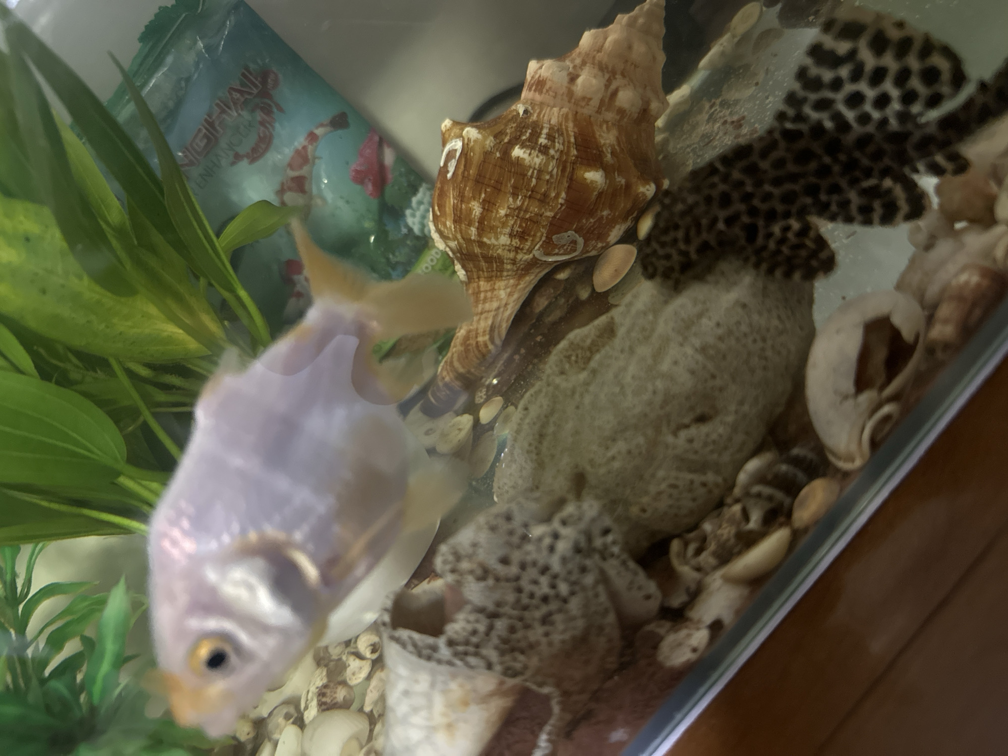 A blurry close-up shot inside an aquarium shows a white and orange goldfish swimming near a package of food, some aquatic plants, a large conch shell, porous rocks, and various small seashells. The location, Bac Nha Trang Ward, Vietnam, is derived from metadata that is not visible in the image itself.
