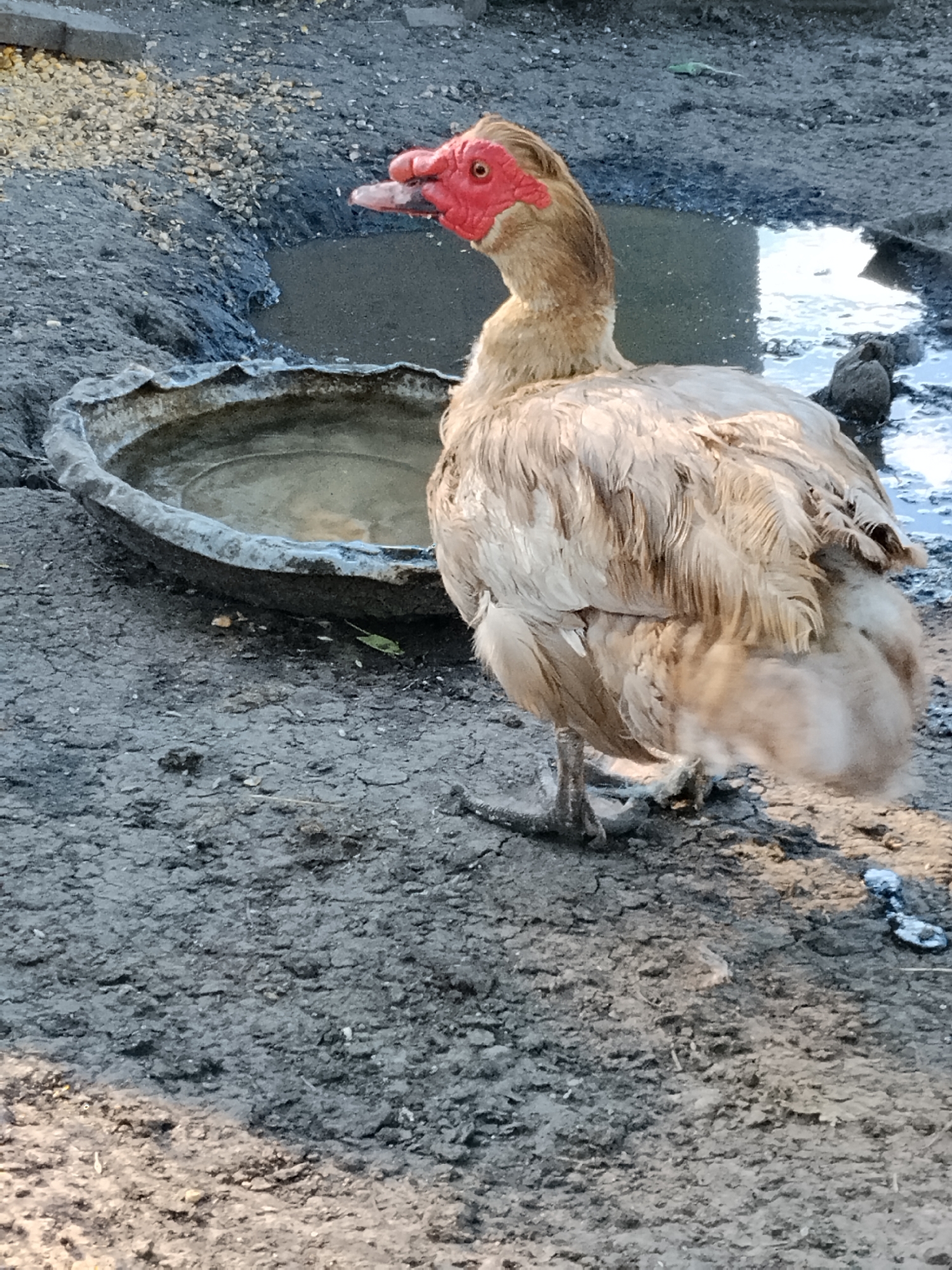 A light brown and tan duck with a red face stands on cracked, dry earth next to a concrete bird bath filled with water. Behind the bird bath, a muddy puddle reflects the sky. The duck is facing left, with its beak slightly open. Small pebbles and debris are scattered on the ground. The scene appears to be an outdoor enclosure.