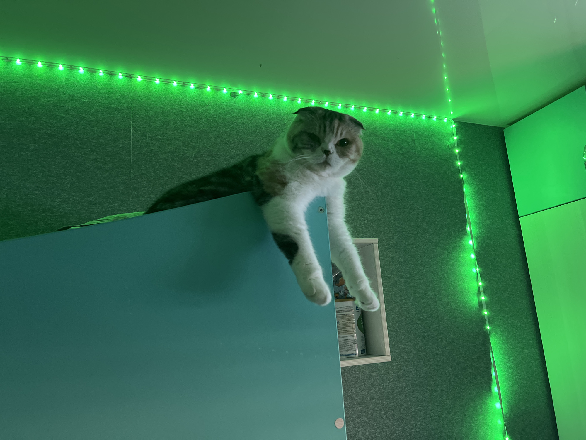 A Scottish Fold cat with brown, grey and white fur lounges on a light blue surface. The cat is partially on the surface, with its white paws dangling over the edge. Behind the cat, the wall is covered in a dark grey material. Green LED strip lights run across the wall and up the corner of the wall. Next to the dangling paws of the cat is a shelf with cans of cat food on it. To the right of the image is a partially-visible white cabinet with a green tint to it. The location is likely indoors. There is no verifiable connection to Noviy, Russia.