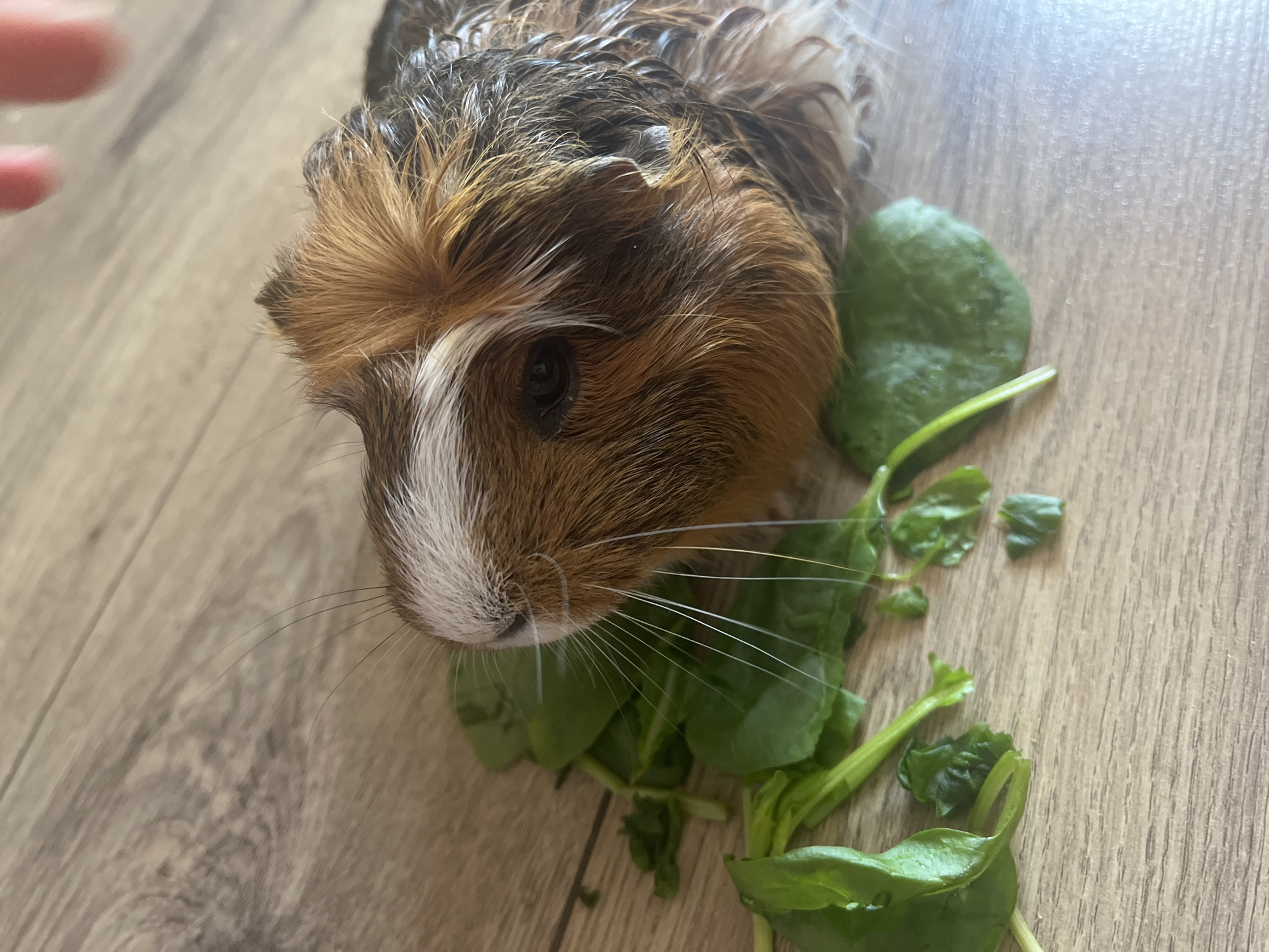 A close-up, eye-level shot shows a guinea pig in profile, with its head angled to the left. The guinea pig has reddish-brown and white fur, with a patch of white fur running from its nose up over its forehead. Its whiskers are long and white, and its dark eye is visible. The guinea pig is positioned on a wooden surface with a visible wood grain pattern. In front of the guinea pig are several green spinach leaves, some whole and some torn into smaller pieces. A blurred human hand is visible in the upper right corner of the frame, with two fingers extended. The lighting suggests an indoor setting, possibly natural light from a window.