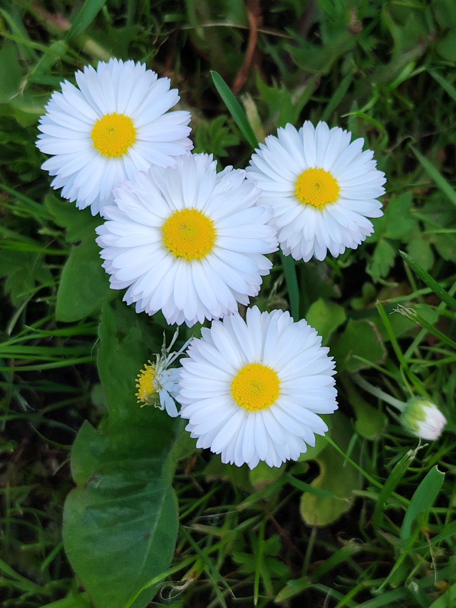 A close-up, overhead shot captures a cluster of five white daisies with yellow centers scattered amongst lush green grass. Four of the daisies are fully bloomed and prominent, while a fifth, smaller daisy to the left, appears wilted and only its yellow center is clearly visible. A single pink bud is also visible on the right side of the image. The background consists of blades of grass and some out-of-focus foliage, suggesting an outdoor setting. The image was taken in an unknown location.