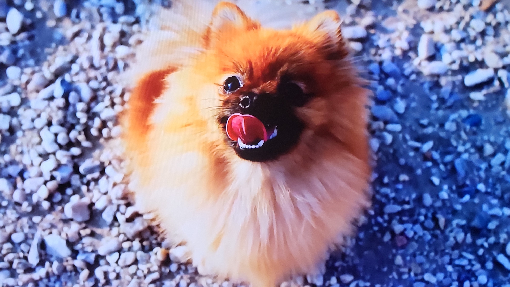 A Pomeranian dog is positioned in the center of the frame, looking up at the camera. The dog is standing on a bed of small, light-colored pebbles. The setting is indeterminate and no characteristics allow to determine that this is Yerevan, Armenia.