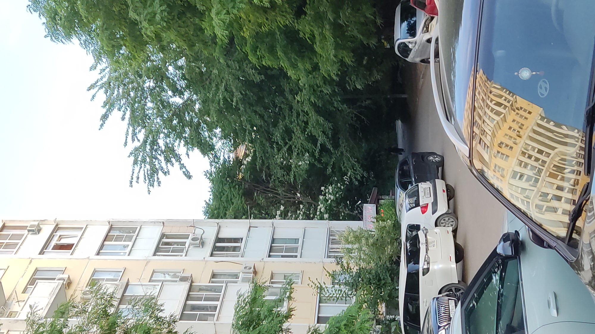 The image depicts a street scene in Krasnodar, Russia, likely during the daytime under clear skies. The foreground is dominated by the reflection of a multi-story residential building in the windshield of a car. The building is light yellow with numerous windows and balconies, its architecture suggesting it's an apartment complex. Several cars are parked along the street, including a white hatchback, a dark SUV, and the car whose windshield provides the reflection.
To the left of the parked cars is a building with a light-colored facade and many windows. Air conditioning units are visible outside some of these windows. Lush green trees with dense foliage overhang the scene, casting shadows and contributing to a sense of a summer day. Some smaller trees and bushes with white flowers are also present. The overall atmosphere is that of a typical urban residential area.
There is some visible text on a license plate of a dark-colored vehicle partially visible in the lower right quadrant of the image, appearing to be "2390PH". Another license plate on a white car further down the street is also visible but the text is not legible. The scene conveys a sense of everyday life in a Russian city, with no specific event or action clearly taking place. The lighting suggests it is either morning or late afternoon.