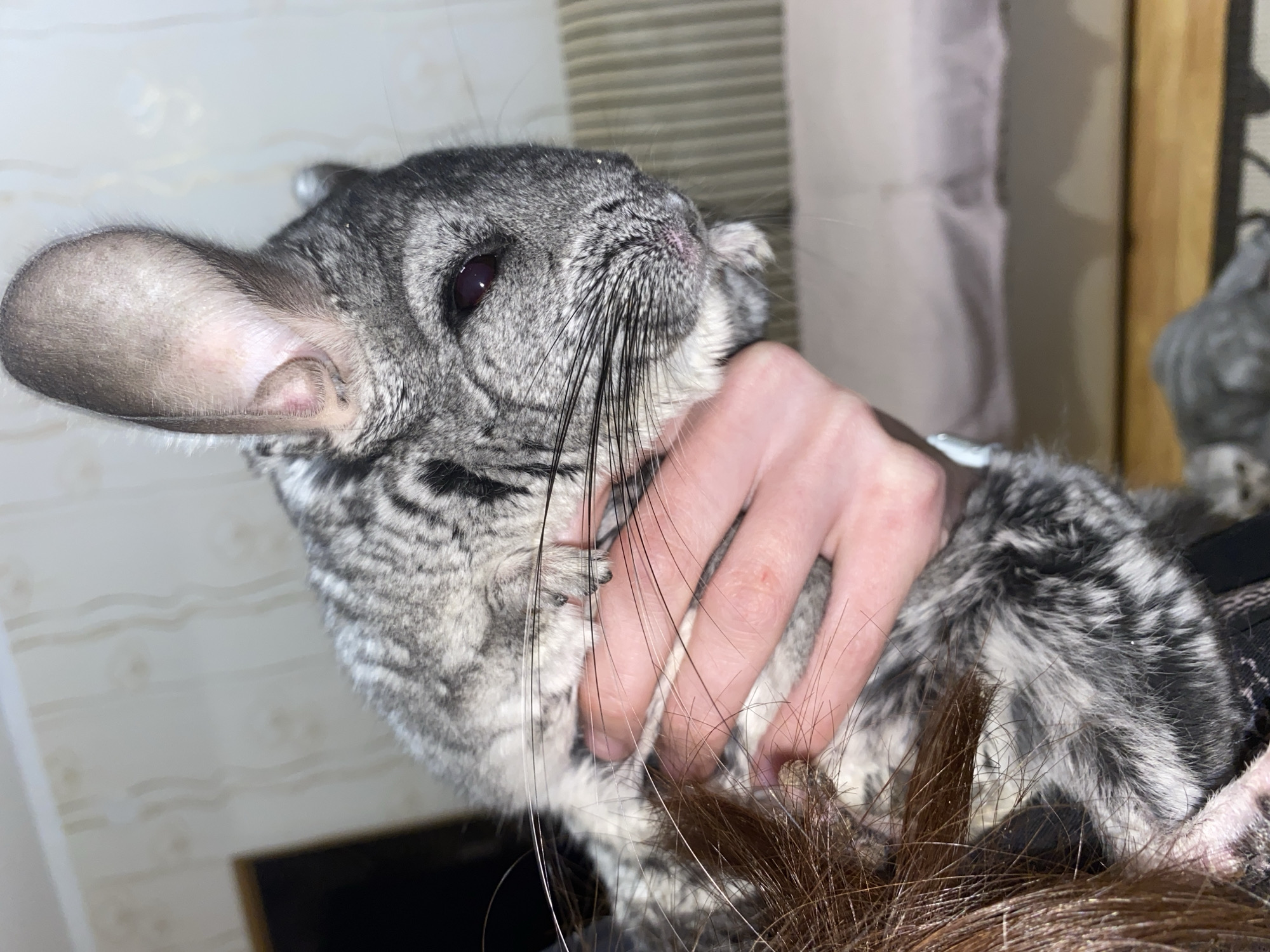 A person is holding a gray chinchilla. The chinchilla has large ears and long whiskers. The person's hand is gently cupping the chinchilla's body. The location is not discernible from the image, and it is impossible to determine if it is Votkinsk, Russia.