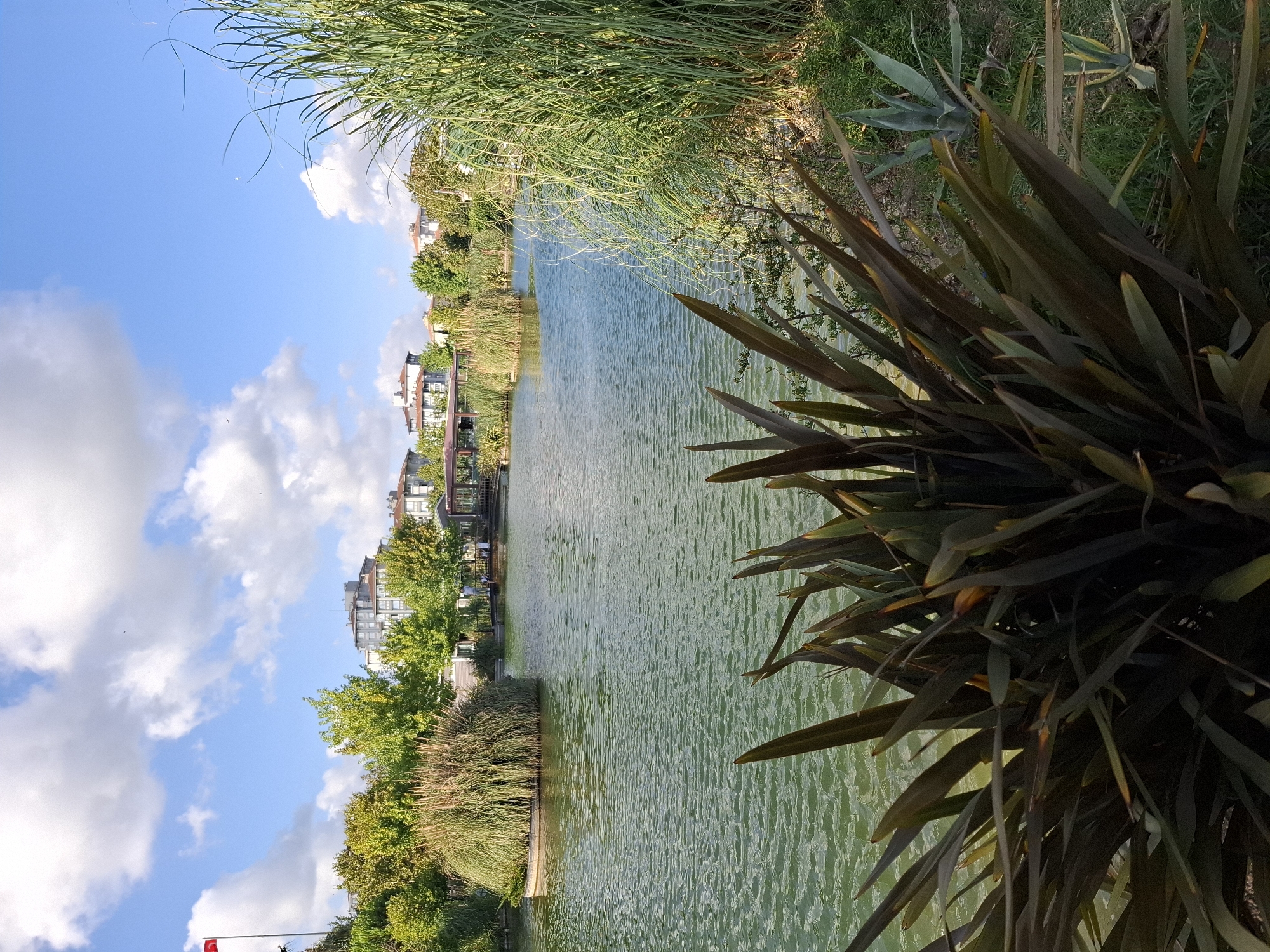 The image depicts a serene park scene in Büyükçekmece, Turkey, characterized by a tranquil lake, lush vegetation, and a clear blue sky dotted with fluffy white clouds. In the foreground, dark green, spiky plants with reddish-brown tips dominate the lower portion of the frame, creating a sense of depth. Behind them, the calm, green water of the lake reflects the surrounding environment.
Mid-ground features include a circular island covered in tall, golden-brown grasses, situated in the center of the lake. On the far side of the lake, a wooden gazebo with a red roof is visible, connected to the shore by a bridge. Several trees with vibrant green foliage line the banks of the lake, and in the background, modern buildings with red-tiled roofs are discernible. A flagpole with the Turkish flag flying high can be seen to the left, near the edge of the park. A few individuals are scattered around the gazebo area, suggesting a leisurely day in the park. The overall atmosphere is one of peace and natural beauty.
