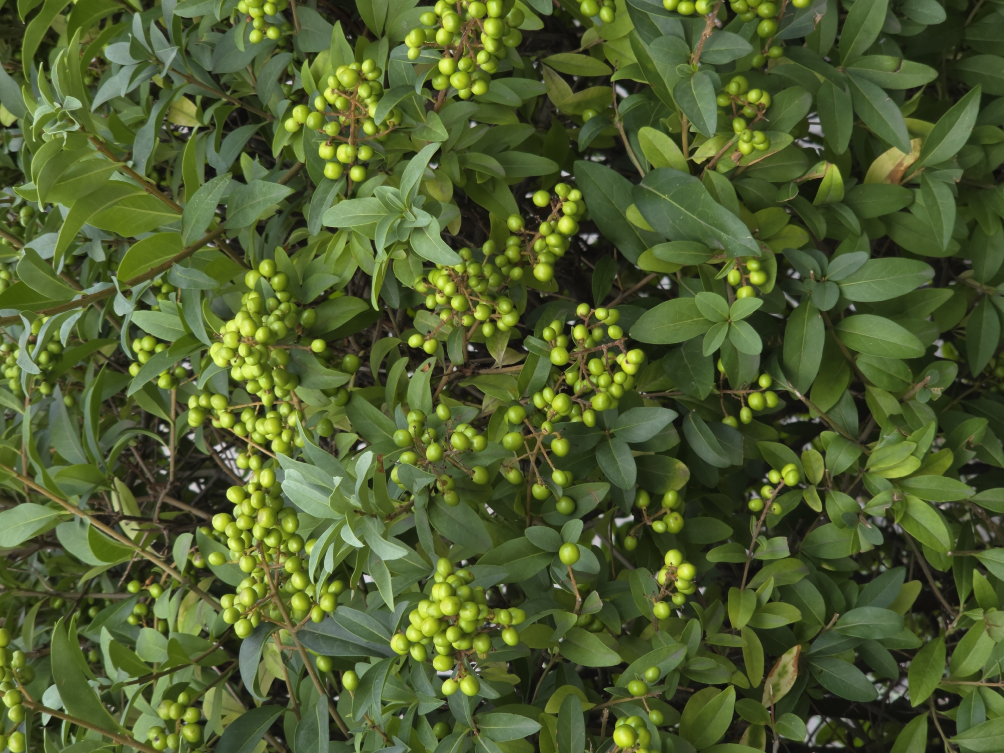 The image is a close-up, eye-level shot of a dense green shrub with numerous clusters of small, round, green berries. The leaves are ovate and have a glossy texture, with some slight browning visible on a few of them. The berries appear to be in various stages of development, with some smaller and lighter green, while others are larger and more opaque. The branches are thin and woody, often obscured by the foliage and fruit. The lighting is even, suggesting an overcast day or shaded conditions, and there is no discernible background beyond the shrub itself. There are no people or animals present, and no indication of a specific urban or natural setting within Rostov-on-Don. The image is purely focused on the botanical details of the plant.