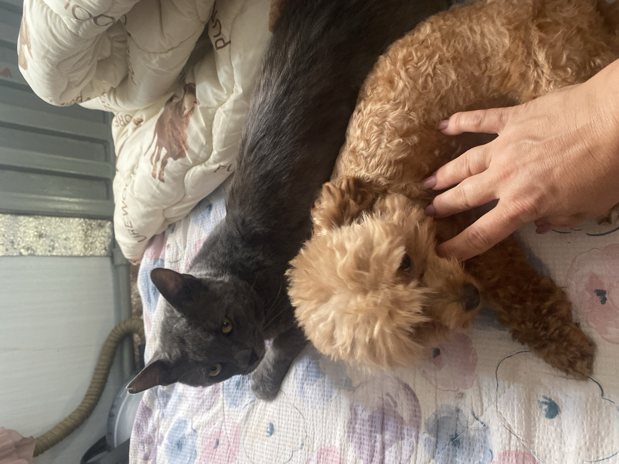 A gray cat and a light brown poodle are lying on a bed. The cat is on the left, and the poodle is on the right, partially obscured by a person's hand. The bed has a floral-patterned comforter and a white blanket with brown horse illustrations. The background shows a textured wall and some piping. The lighting appears to be natural, coming from the right side of the frame. The scene appears to be indoors, likely a bedroom. There is no information in the image to suggest a specific location within the city of Dnipro, Ukraine.