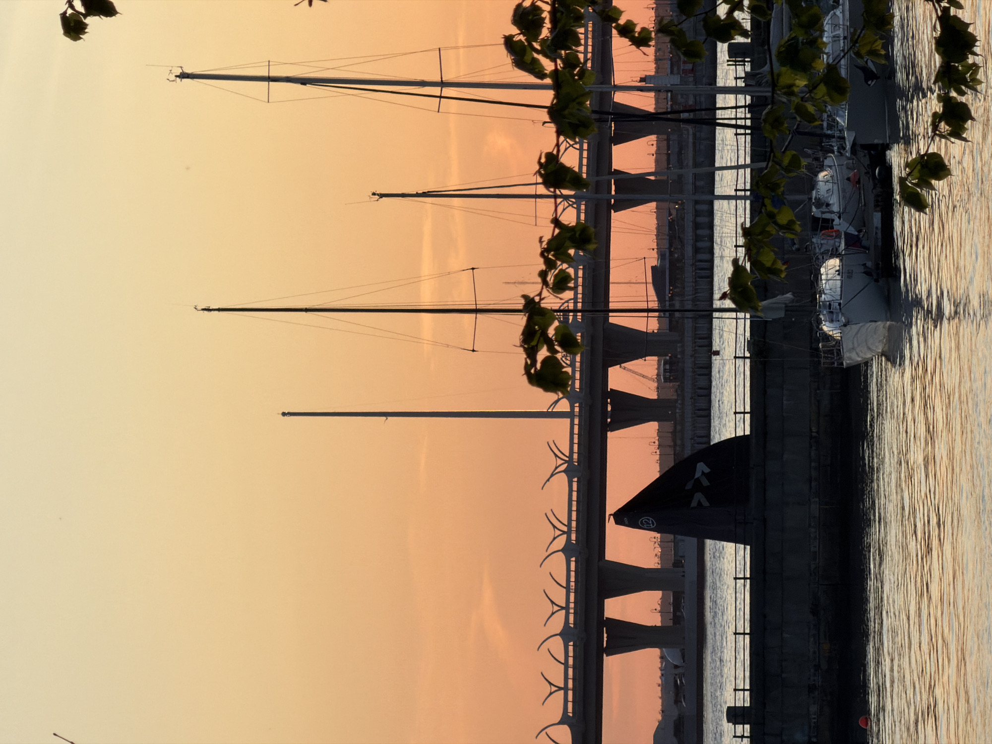 The image shows a marina in Saint Petersburg, Russia at sunset. Several sailboats are docked at a pier. The masts of the boats are silhouetted against a pastel orange sky. Leaves from a tree hang in the foreground on the right side, partially obscuring the view of the boats. The water reflects the warm colors of the sky.