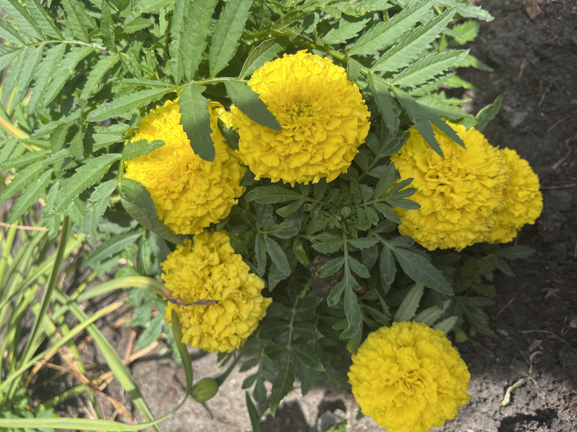 The image displays a close-up, overhead view of a cluster of vibrant yellow marigolds blooming in what appears to be a garden bed. The flowers are characterized by their full, ruffled petals and are surrounded by lush green foliage. The background shows soil and some dry grass. The scene is illuminated by natural sunlight, casting shadows and highlighting the textures of the flowers and leaves. There are no people or animals visible in the image. The image does not contain any specific landmarks or features that would allow for precise geographical determination within Shadrinsk, Russia.