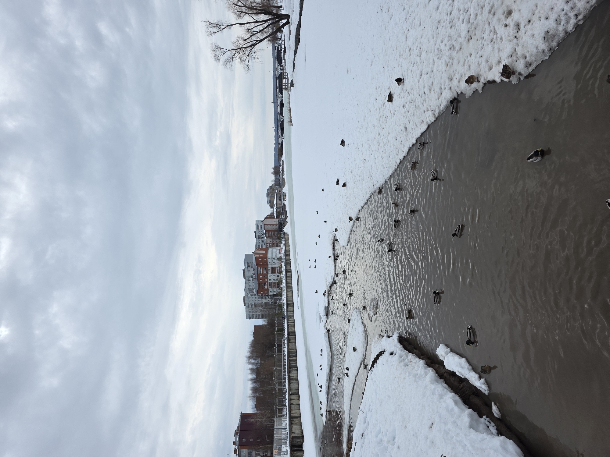 The image depicts a winter scene in Votkinsk, Russia. A partially frozen body of water is visible with ducks swimming in the unfrozen areas. Snow covers the banks of the water, and ice floats in the water. In the background, there are residential buildings, trees, and an overcast sky. The image is rotated.