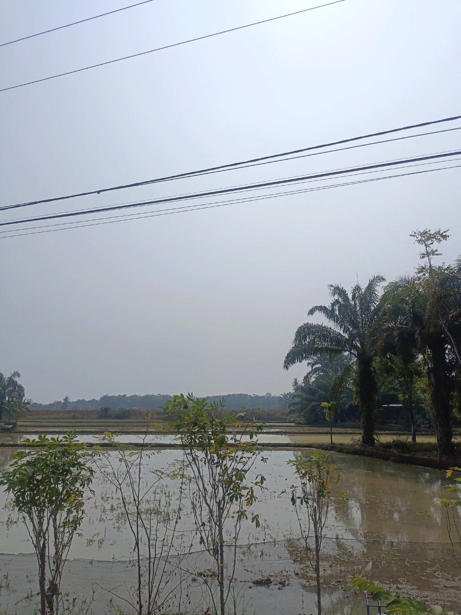 The image depicts a rural landscape with flooded rice paddies in the foreground, reflecting the hazy sky. Several young trees with green foliage are positioned in front of the paddies. In the mid-ground, the rice paddies stretch horizontally, separated by narrow earthen dikes. Beyond the paddies, a line of palm trees and other vegetation forms a natural boundary. In the far distance, a faint treeline suggests a more extensive rural or forested area. Several power lines are strung across the upper portion of the frame, contributing to the sense of a cultivated or inhabited rural area. The sky is overcast and appears bright, indicating daytime. The overall scene is serene and suggestive of agricultural activity. The location is specified as Megang Sakti V, Indonesia.