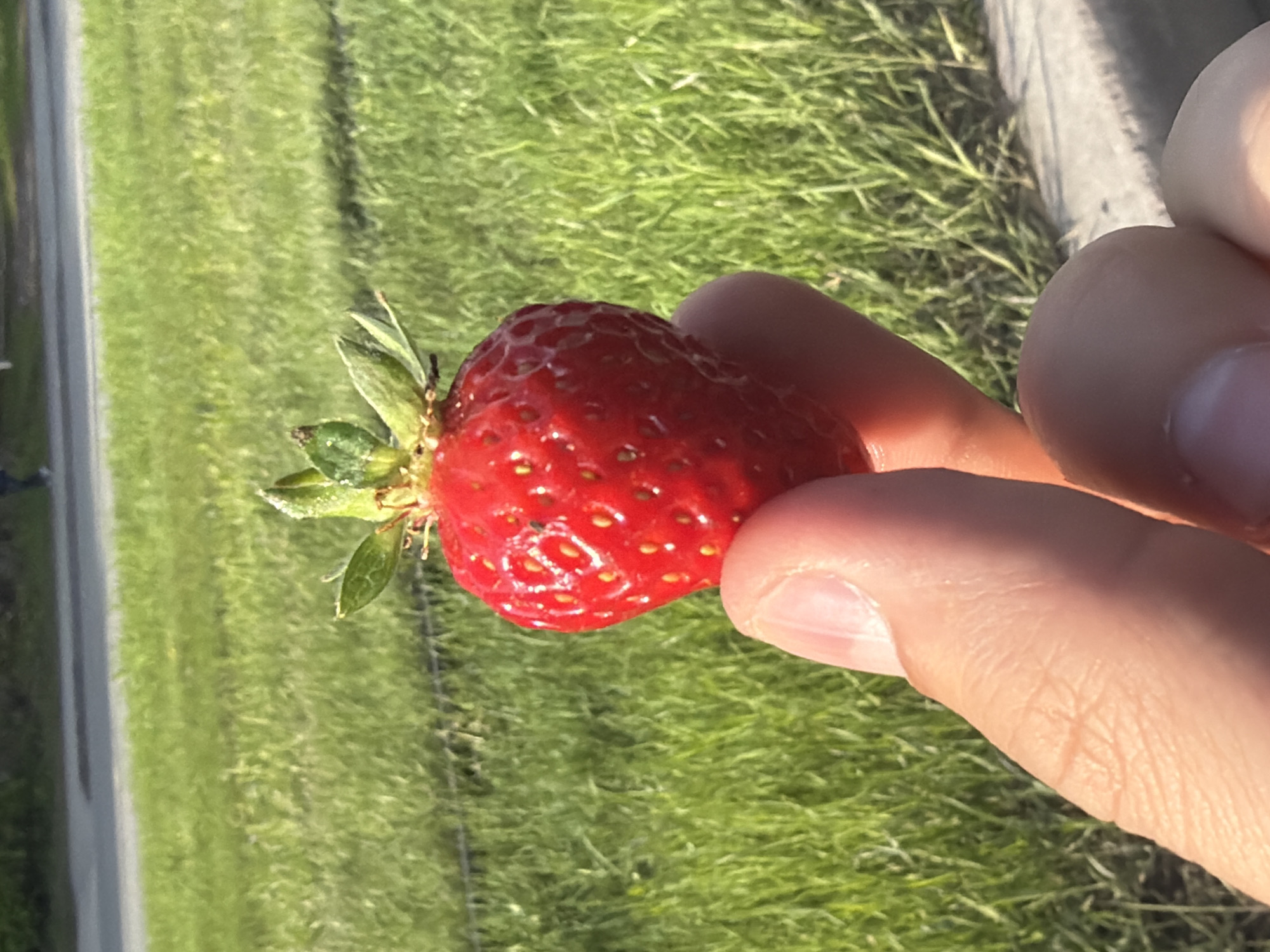 A ripe strawberry is held between two fingers in front of a backdrop of green grass. The strawberry has a red surface dotted with yellow seeds and green leaves at the top. A portion of a concrete or paved surface is visible on the left edge of the image. No additional details suggest this photo was taken in Izhevsk, Russia.
