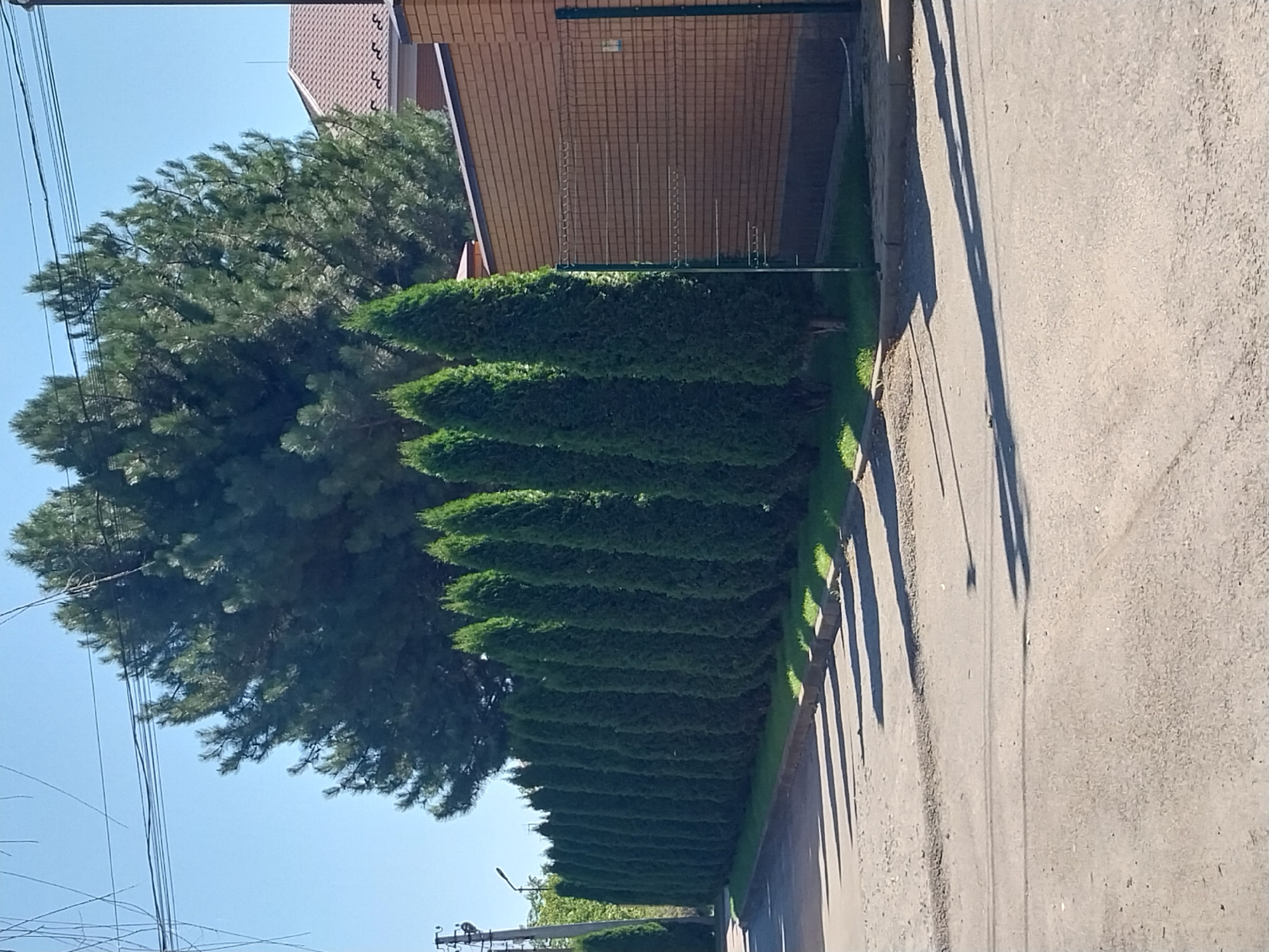 A long, straight line of evenly spaced, conical evergreen trees forms a hedge along a paved road. Behind the hedge, a tall, dark green pine tree dominates the background. To the right of the pine tree, a brick building with a brown-tiled roof is visible, separated from the road by a wire fence. The scene is bathed in bright sunlight, casting long shadows from the trees onto the road. A utility pole with wires is visible on the left side of the image. The location is the city of Doslidne, Ukraine.