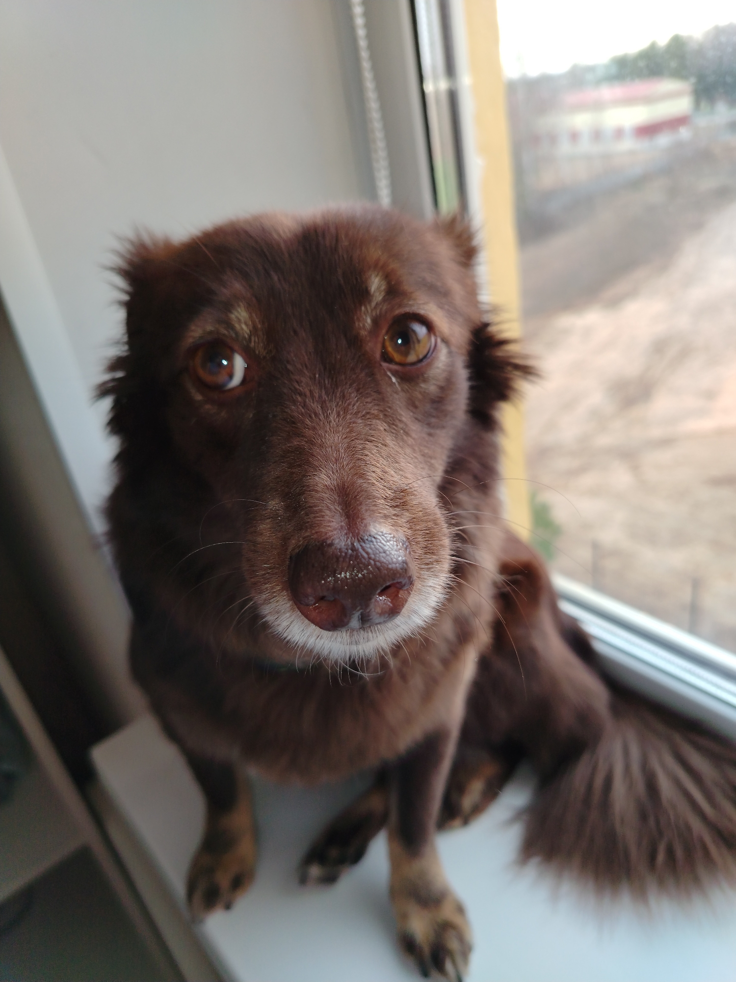 A medium-sized, long-haired brown dog is captured in a close-up, eye-level shot, sitting on a white windowsill. The dog has rich chocolate brown fur, with some lighter brown highlights visible around its muzzle and on its paws. Its prominent, soulful eyes are a warm amber color, reflecting the ambient light, and it looks directly at the camera with an alert and curious expression. The dog's nose appears wet, and a few white whiskers extend from its muzzle. Its long, bushy tail is visible, curled on the windowsill to its right.
The setting is indoors, with the dog positioned against a window. The window frame features white and a yellowish-tan section. Outside the window, the background is softly blurred, revealing a distant, light reddish-brown building with white accents, possibly a structure in Noviy, Russia. The ground beyond the building appears dry or sparse, with hints of distant greenery under a diffused, soft light, suggesting either morning or late afternoon. There is no visible text in the image. The scene conveys a sense of quiet observation or companionship.