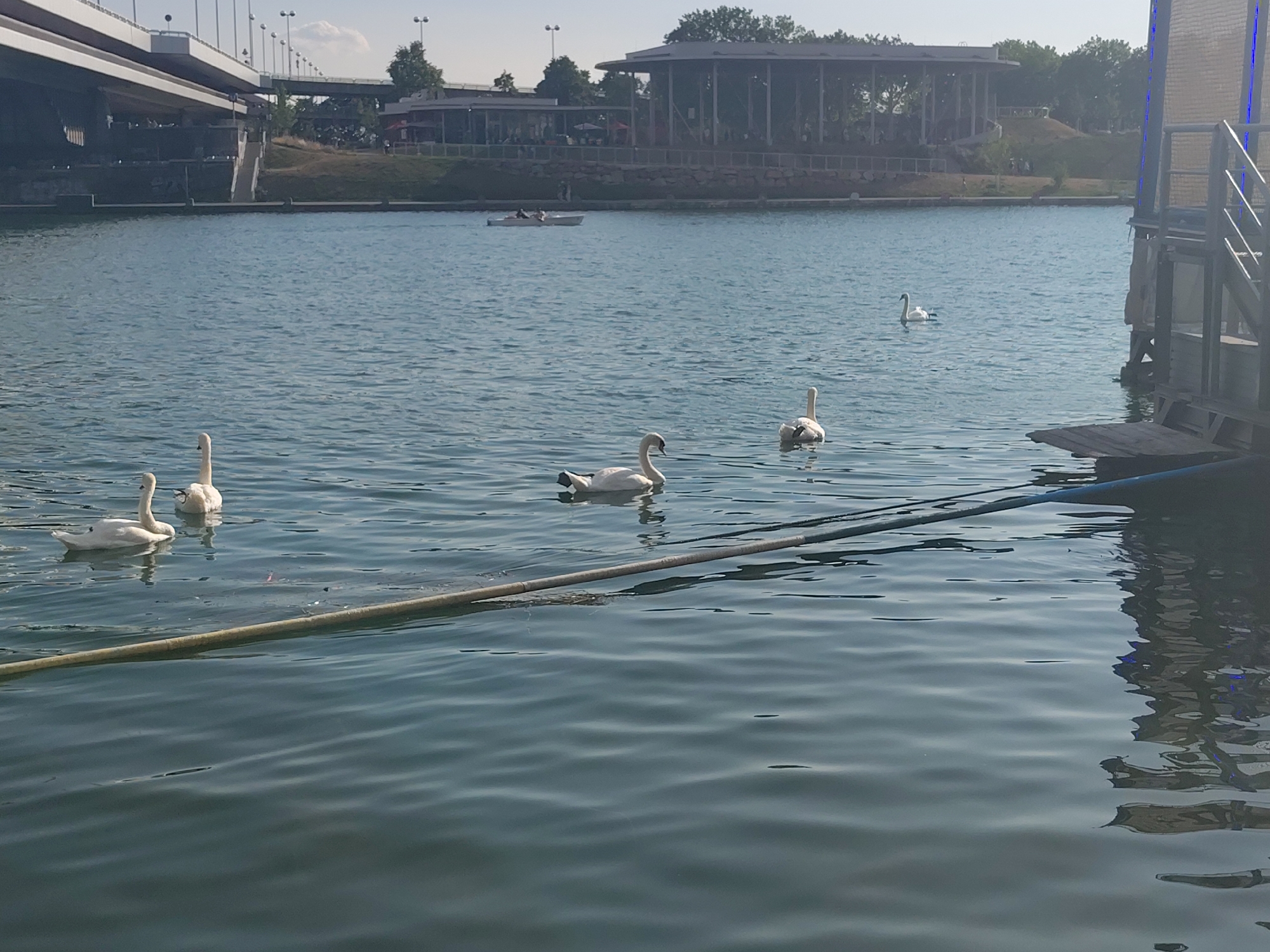 This is a horizontal, eye-level, medium-shot photograph of a body of water, likely the Danube River in Vienna, Austria, on a clear, sunny day. The water is a deep blue-green with gentle ripples reflecting the sky and surrounding structures. In the foreground, a thick, tan-colored rope or pipe floats horizontally across the water.
Several white swans are visible in the water. Two swans are close together in the left foreground, one facing left with its head up, the other facing forward. Further back and to the right, another swan is swimming away from the camera, its head bowed. In the mid-ground, a single swan swims towards the right. In the background, on the far side of the water, there is a low, grassy embankment. Above this, a large, open-air building with a dark roof supported by numerous columns is visible, likely a restaurant or event venue. Behind this building, trees are abundant. To the left of the building, a large, multi-lane bridge extends across the scene, supported by numerous concrete pillars. A small, white boat with at least two people in it is visible in the water beneath the bridge. The far right of the image shows the edge of a floating structure, possibly a deck or platform, with some metal stairs leading down to the water. The sky is a pale blue with a few wispy clouds. The overall impression is one of a peaceful, recreational scene.