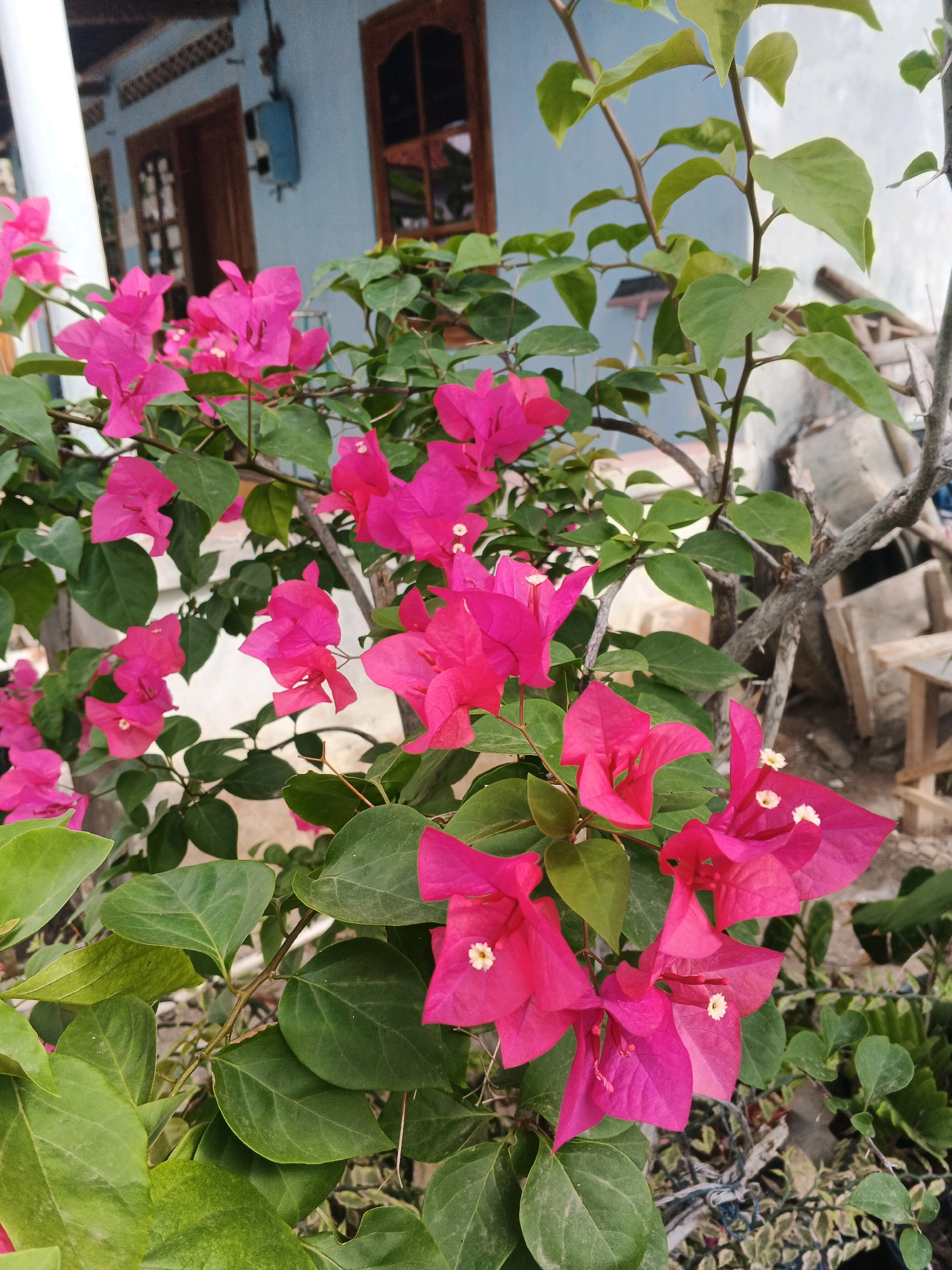 A close-up, eye-level shot captures a vibrant bougainvillea plant with bright pink bracts and green leaves. The plant is in full bloom, with numerous flowers clustered together. In the background, a light blue house with wooden-framed windows and doors is visible, suggesting a residential setting. The ground appears to be a mix of dirt and gravel, with some scattered debris. The overall scene is outdoors, likely in a garden or yard.