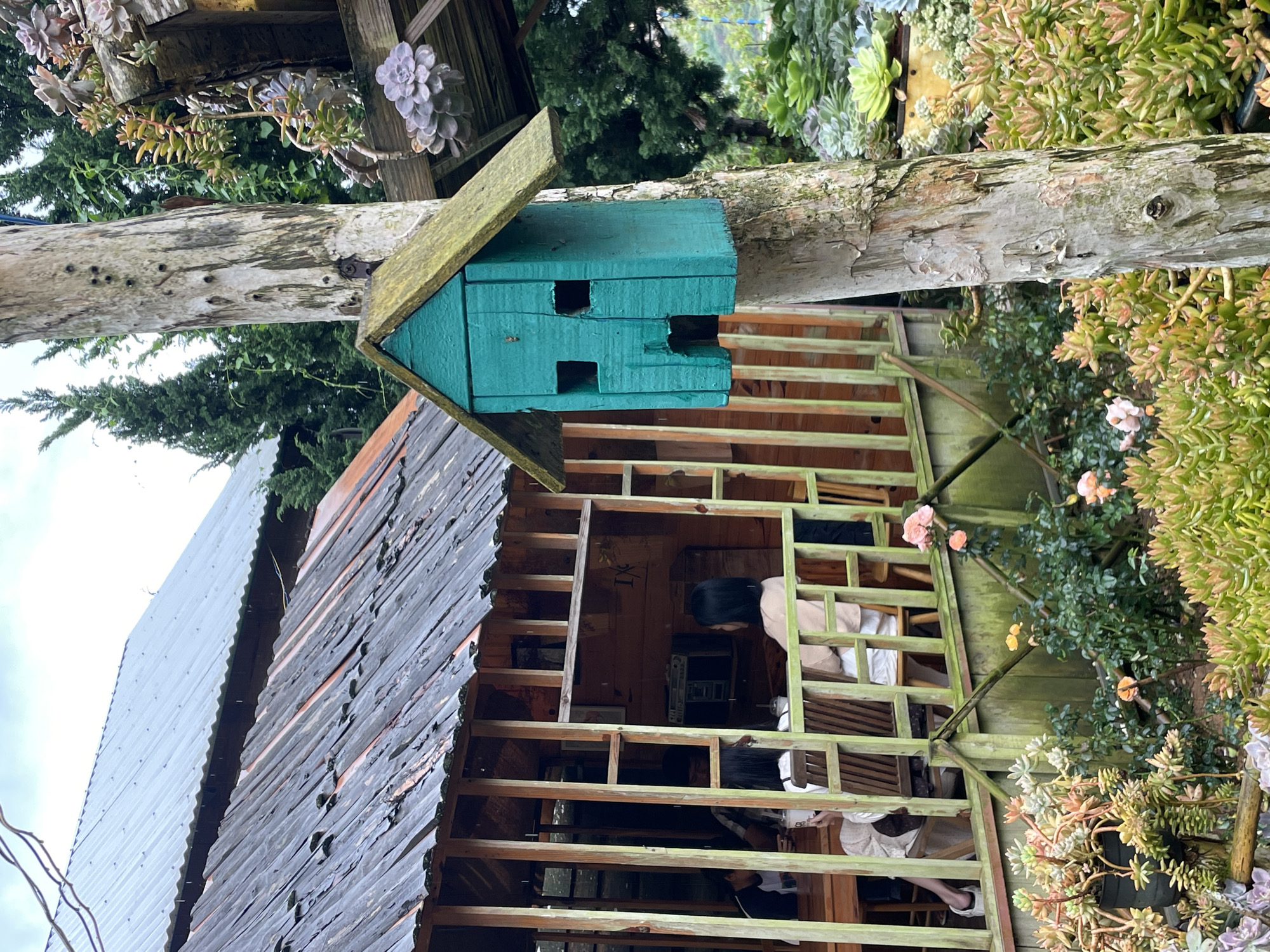 The image depicts an outdoor scene, likely in the city of Lộc Quý, Vietnam, featuring a rustic wooden structure and a variety of succulents. In the foreground, a weathered tree trunk stands prominently, adorned with a teal-colored birdhouse with two square openings and a pointed roof. Surrounding the tree and extending into the background are lush arrangements of succulents in various shades of green and pink.
To the left, a wooden building with a corrugated metal roof and exposed wooden beams serves as the main structure. The building has an open-air porch area enclosed by wooden railings and vertical slats. Inside the building, visible through the open structure, are several individuals seated at a wooden table. One person is holding a white cup. Another person, with black hair, is seated facing away from the camera. The interior appears to be furnished with wooden chairs and tables.
In the mid-ground, the porch area of the building is lined with more succulents and small blooming roses, adding touches of pink and orange to the scene. The overall environment suggests a garden or outdoor seating area, possibly a cafe or a residential dwelling with a garden. The sky is overcast, indicating potentially cloudy weather. The scene is characterized by its natural and somewhat unkempt aesthetic, with a focus on wood, greenery, and botanical elements.