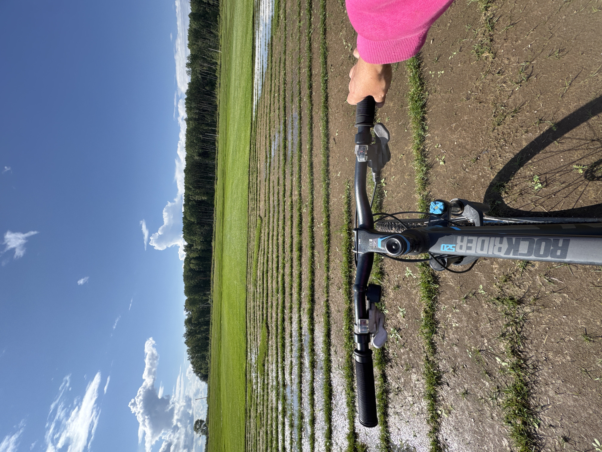 The image shows a point-of-view shot from a bicycle in Innolovo, Russia, on a sunny day with scattered clouds. The bicycle's handlebars, stem, and part of the frame are visible in the foreground. The terrain is muddy with patches of grass, and there are rows of flooded ground, possibly indicating irrigation or recent rainfall. Beyond the flooded area, there is a vibrant green field that extends to a dense line of trees. A single tree stands in the distance to the left of the frame. A person's right hand, wearing a bright pink sweater, is visible holding the right handlebar.