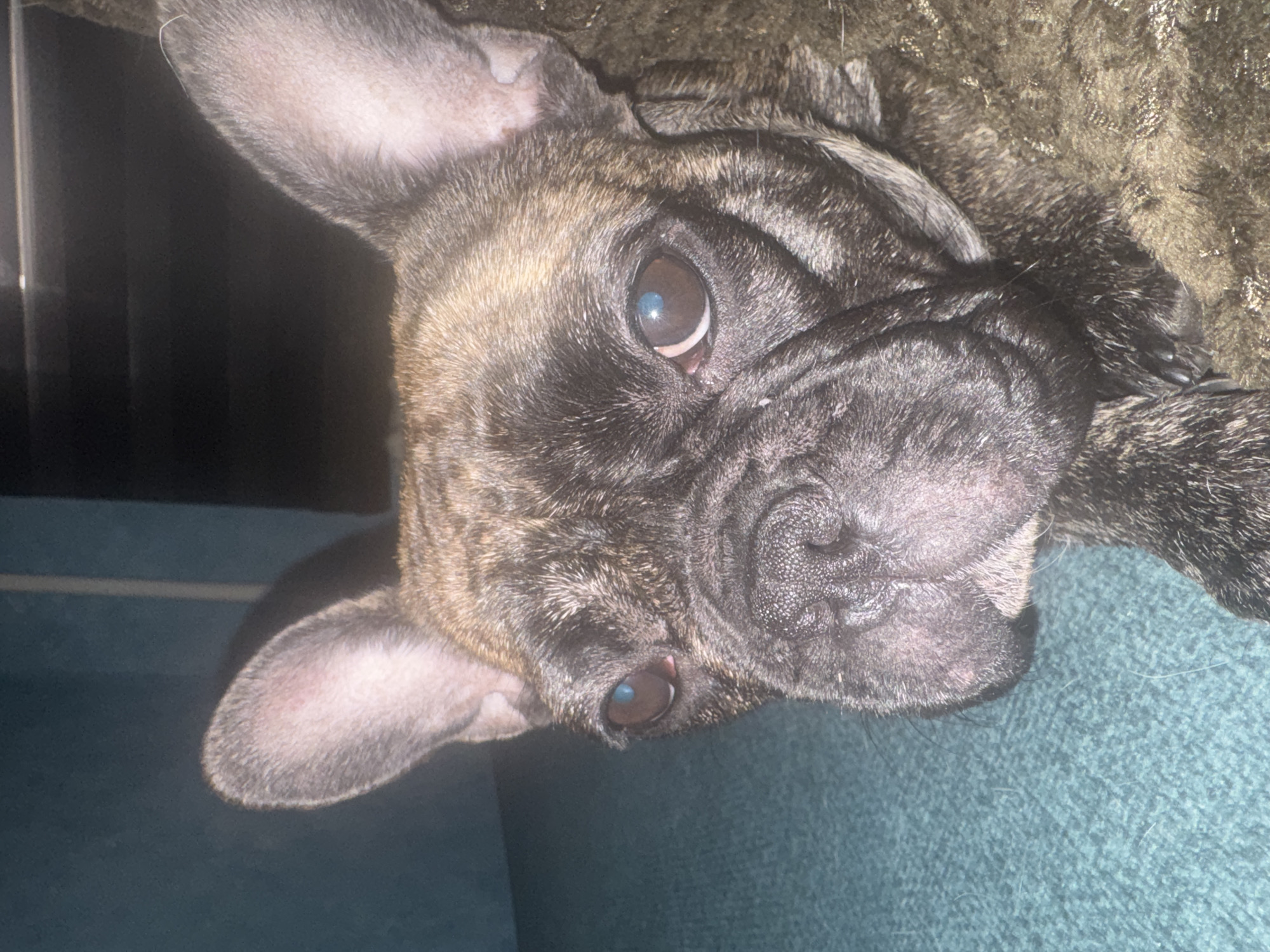 The image is a close-up, low-angle shot of a brindle French Bulldog. The dog is positioned in the center of the frame, with its head slightly tilted. Its eyes are dark brown with a reflection of light, and its wrinkled snout is prominent. The dog's ears are large and erect. It appears to be resting on a textured, dark brown surface, possibly a blanket or carpet, which occupies the right side of the image. The background on the left is a blurred teal-colored surface, possibly a sofa or wall. The lighting is dim, creating shadows and highlighting the dog's features. There is no identifiable location in the city of Ufa, Russia, or any people present in the image.