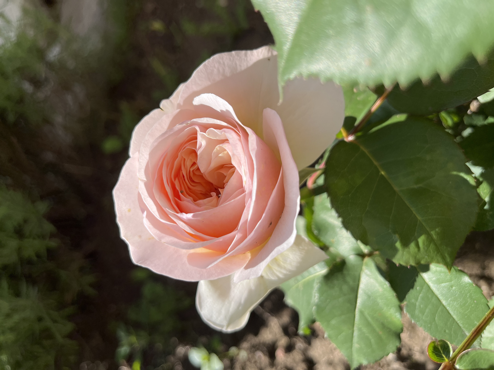 The image depicts a light pink rose with tightly packed petals at the center, and looser petals around the edges. The rose is in bloom and surrounded by green leaves, some of which are slightly blurred. The background appears to be a garden setting. The location is unknown.