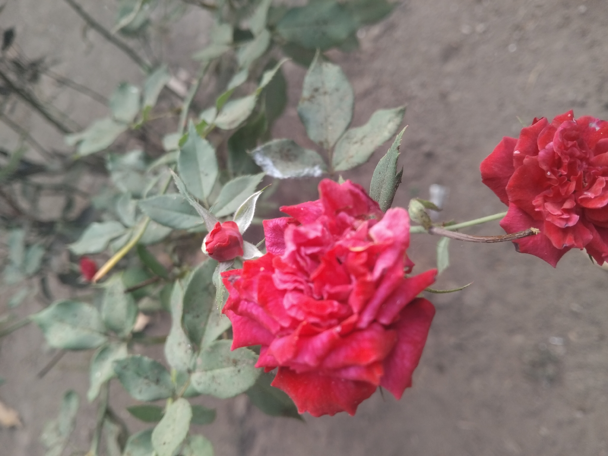 In an outdoor setting, likely a garden, two vibrant red roses are in bloom. The larger, more prominent rose is in the foreground and appears to be fully open, showcasing its layered petals. Above and slightly to the left of this rose, a smaller rose bud is visible, hinting at future blooms. The roses are set against a backdrop of green leaves and a dusty, muted ground. The overall impression is one of natural beauty and the cycle of growth. The image does not contain any elements that would allow for a specific location in the city of Tempeh, Indonesia to be identified.