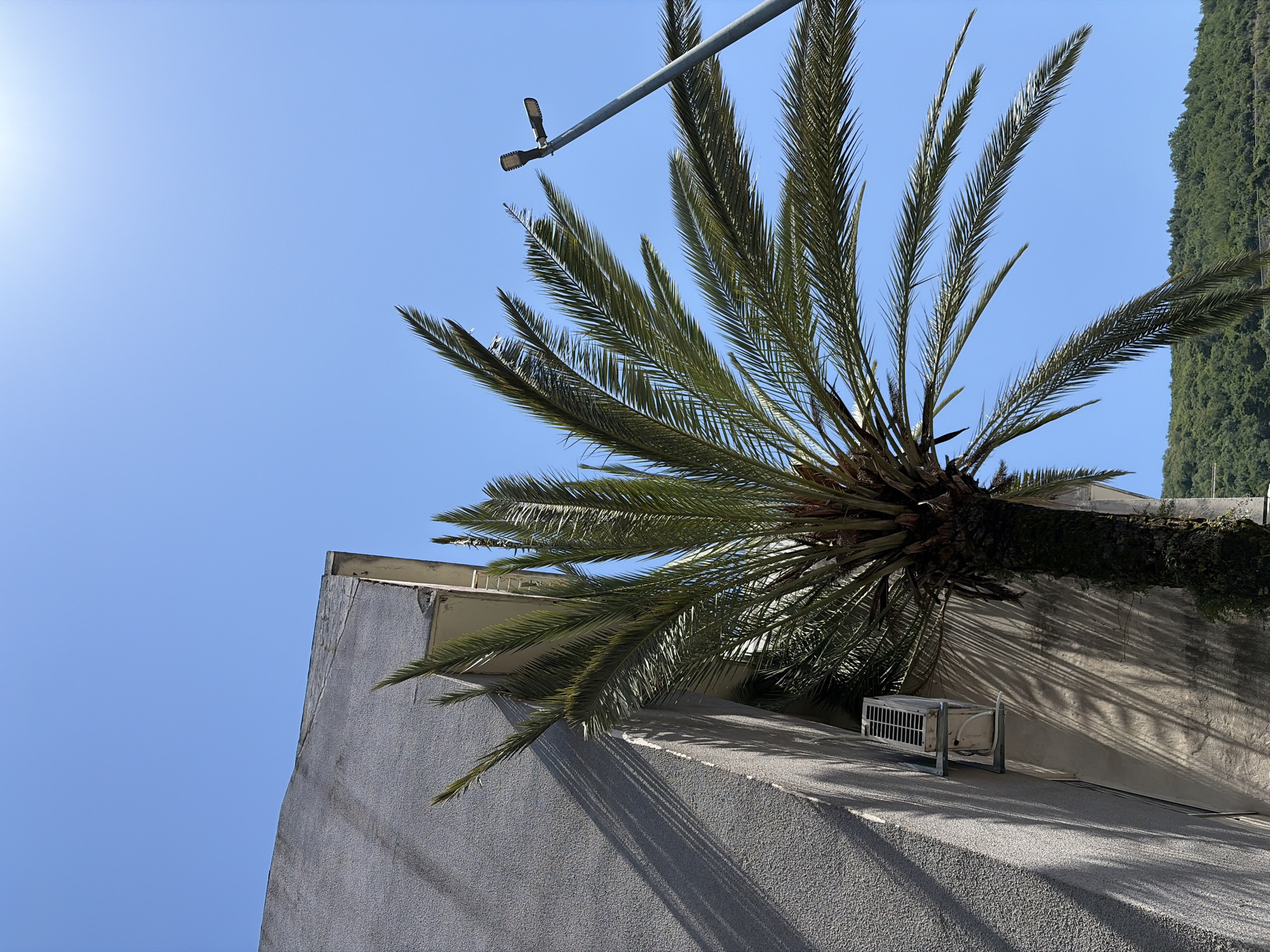 In Budva, Montenegro, under a clear blue sky, a tall palm tree dominates the frame, its fronds fanning out towards the bright sunlight. The tree is positioned in front of a textured gray building, which casts long, distinct shadows across its surface. An outdoor air conditioning unit is mounted on the side of the building, partially obscured by the palm. To the right of the palm tree and building, a street lamp with two lights stands against the sky. In the background, a verdant, tree-covered hill slopes downwards, suggesting a natural landscape meeting the urban environment.