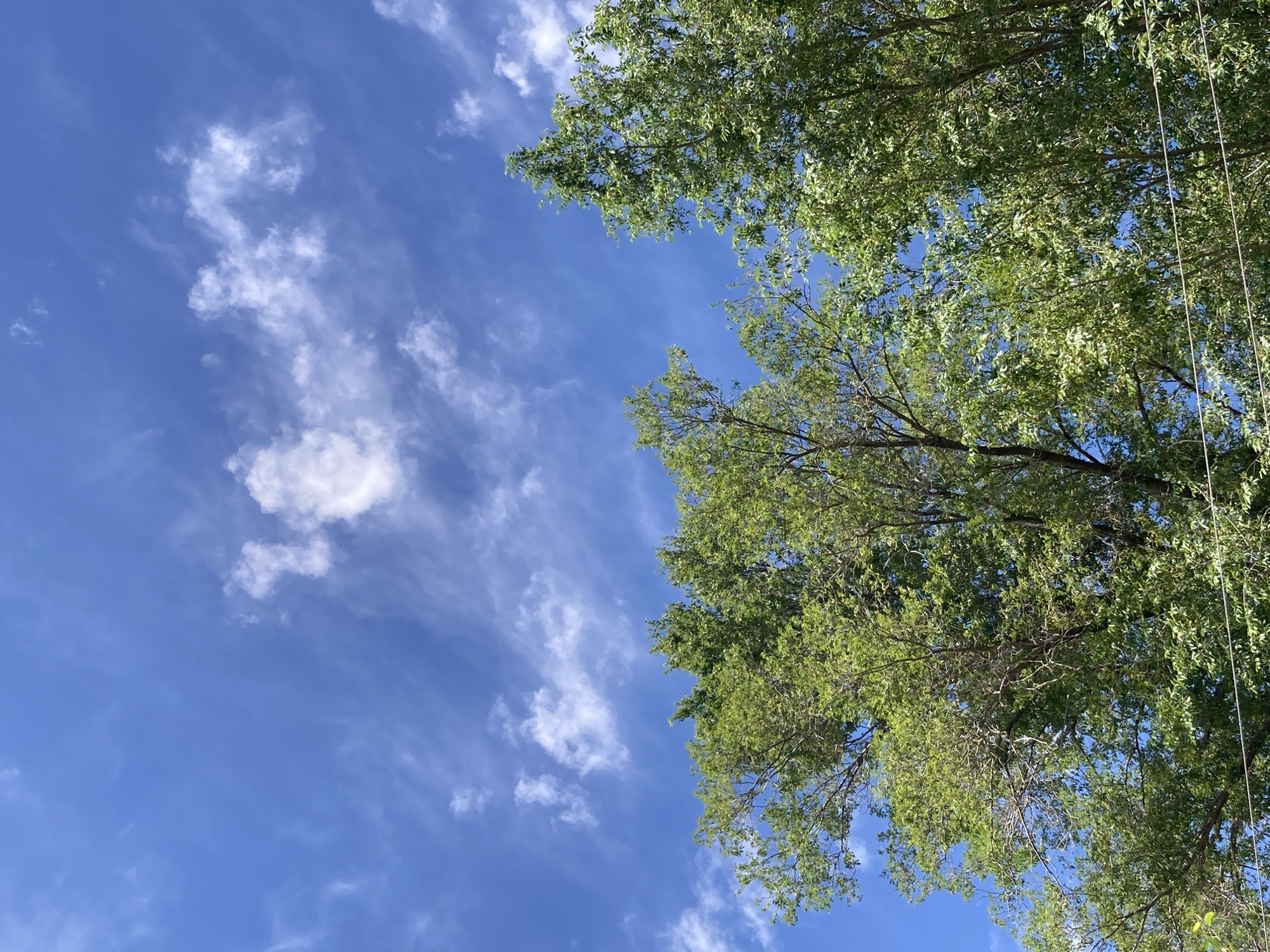 The image shows a clear blue sky with wispy white clouds. The tops of several green trees are visible in the lower part of the frame. The perspective is looking upwards from below the trees, suggesting they are tall. The scene appears to be outdoors in a natural setting. No people, animals, or specific man-made structures are clearly identifiable, although thin horizontal lines that could be wires are faintly visible in the lower right corner. The overall impression is a bright, sunny day in a location with abundant greenery. The image does not contain any specific visual cues to identify it as being in the city of Ракиты, Russia.