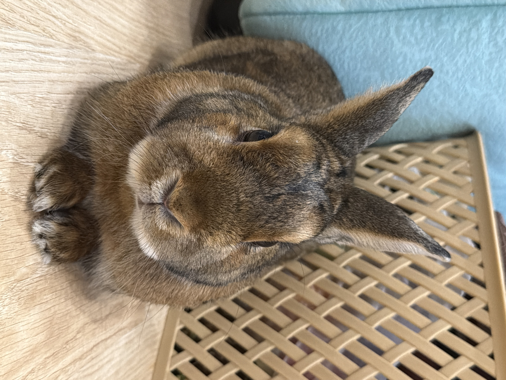 A brown rabbit is lying on its side, viewed from above. The rabbit has brown fur with darker stripes on its head and back. Its ears are pointed upwards, and its eyes are open. The rabbit is on a light-colored wooden surface, possibly a table or floor. To the right of the rabbit, there is a beige woven object, possibly a basket or a piece of furniture. In the background, there is a blue textured surface, which could be a blanket or cushion. The lighting suggests it is daytime, with natural light coming from above. There are no people visible in the image. The setting appears to be indoors.