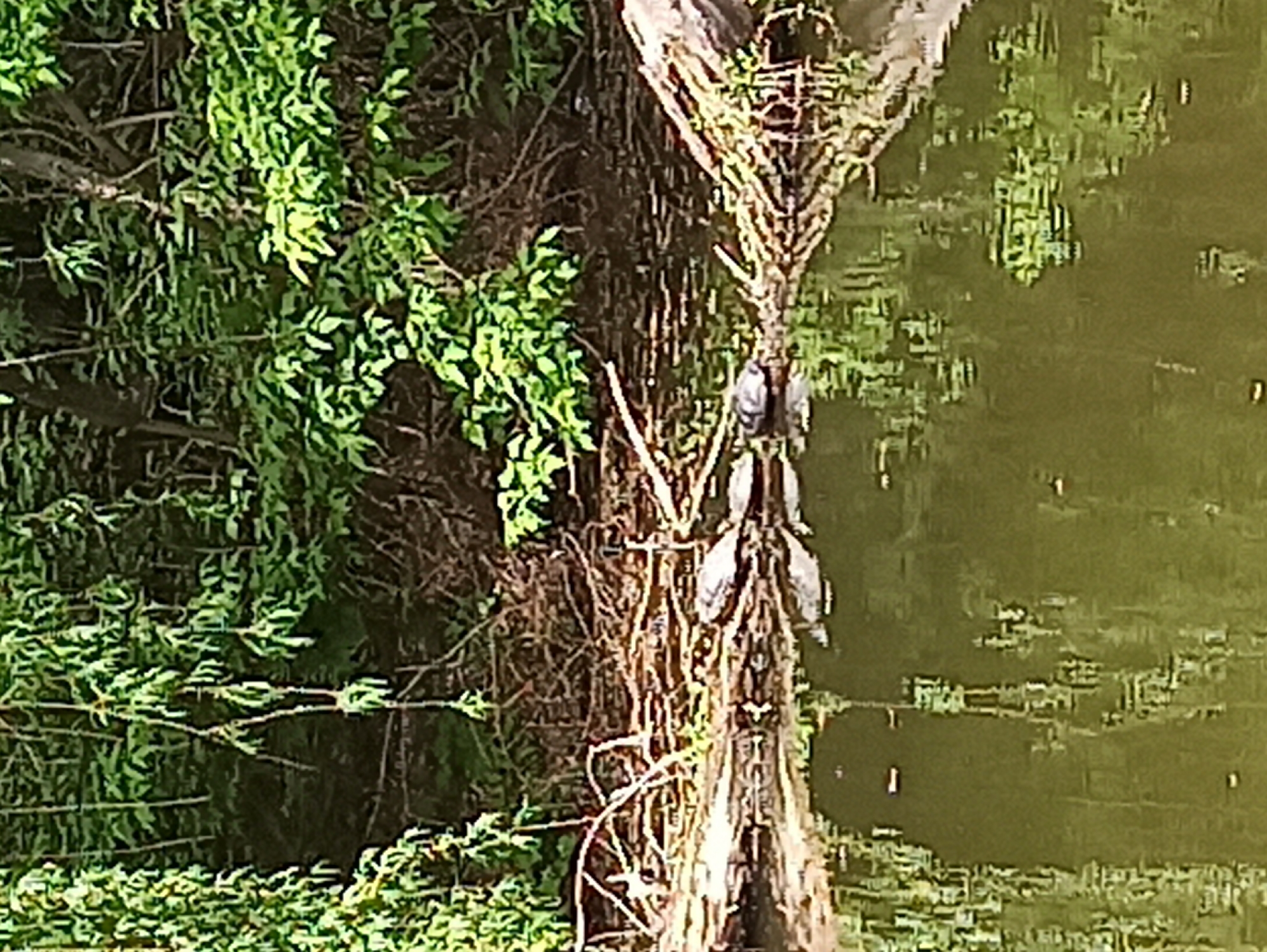 This image depicts a scene with a body of water, likely a lake or pond, situated next to a lush green area with trees and vegetation. A tree trunk with several turtles perched on it is visible on the edge of the water. The water reflects the vegetation and the tree trunk, creating a mirrored effect. The exact location in the city of Unknown, Unknown, cannot be determined without additional information. The turtles appear to be basking in the sun.