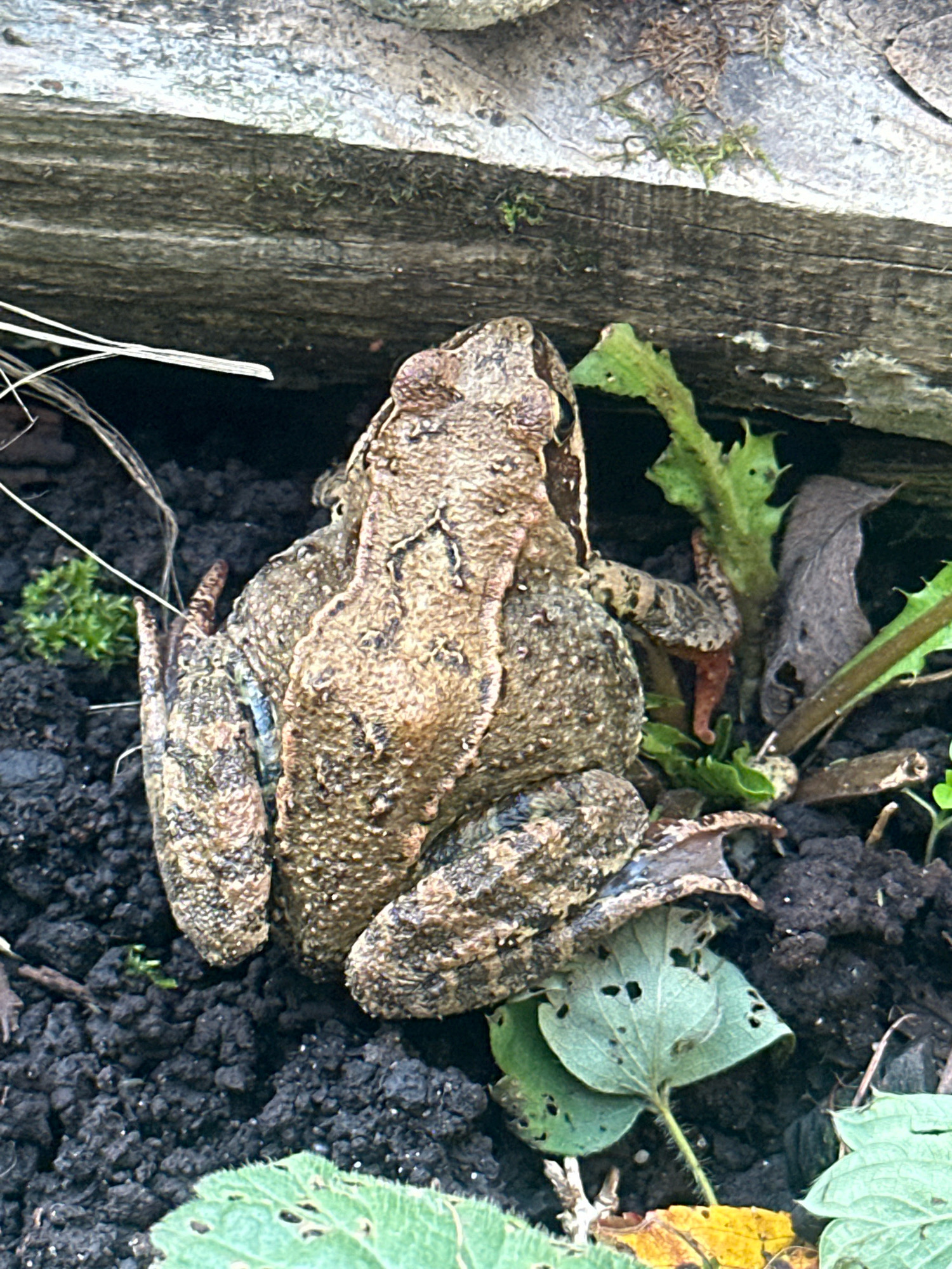 A brown frog with textured skin is perched on dark soil, partially obscured by a piece of weathered wood and green vegetation. The frog's back is prominent, with visible legs and toes. The environment appears to be a natural setting, possibly a garden or wooded area, with elements such as dry leaves, moss, and thin stalks of grass present in the soil. The lighting suggests an outdoor daytime scene. The specific location is Памяти Революции 1905 Снт, Russia.