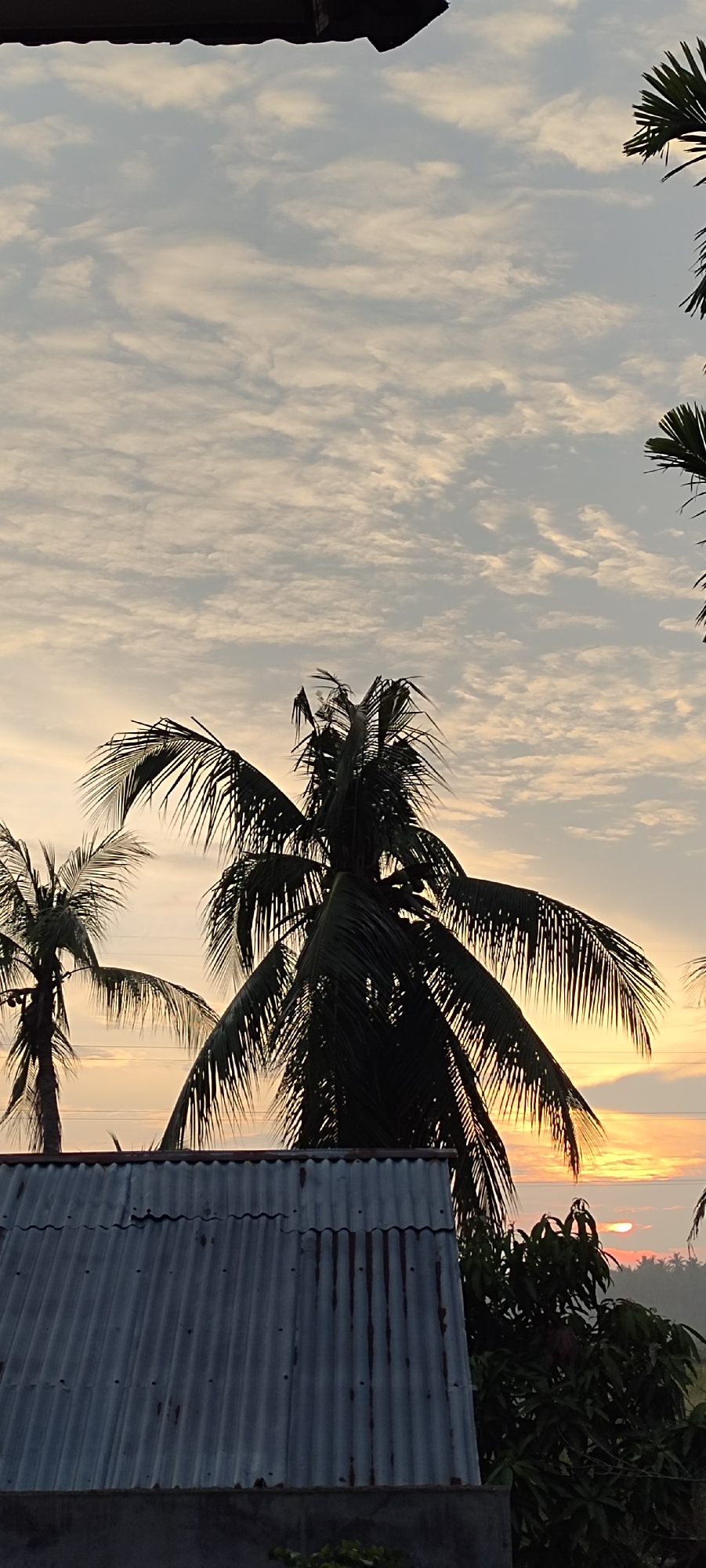 A vertical, low-angle shot captures a serene sunset scene with silhouetted palm trees and a corrugated metal roof in the foreground. The sky is filled with wispy white clouds against a soft gradient of pale blue, yellow, and orange hues as the sun, a small, bright orange orb, dips below the horizon. The sun is partially obscured by distant foliage. In the foreground, a rustic, weathered corrugated metal roof, showing signs of rust and damage, dominates the lower left portion of the frame. Two palm trees stand tall and dark against the vibrant sky, their fronds creating a lace-like pattern. The tropical setting suggests a coastal or rural area. The location is Lhokseumawe, Indonesia, a city known for its coastline and proximity to natural beauty, likely captured at dawn or dusk. There are no people or animals visible in the frame.