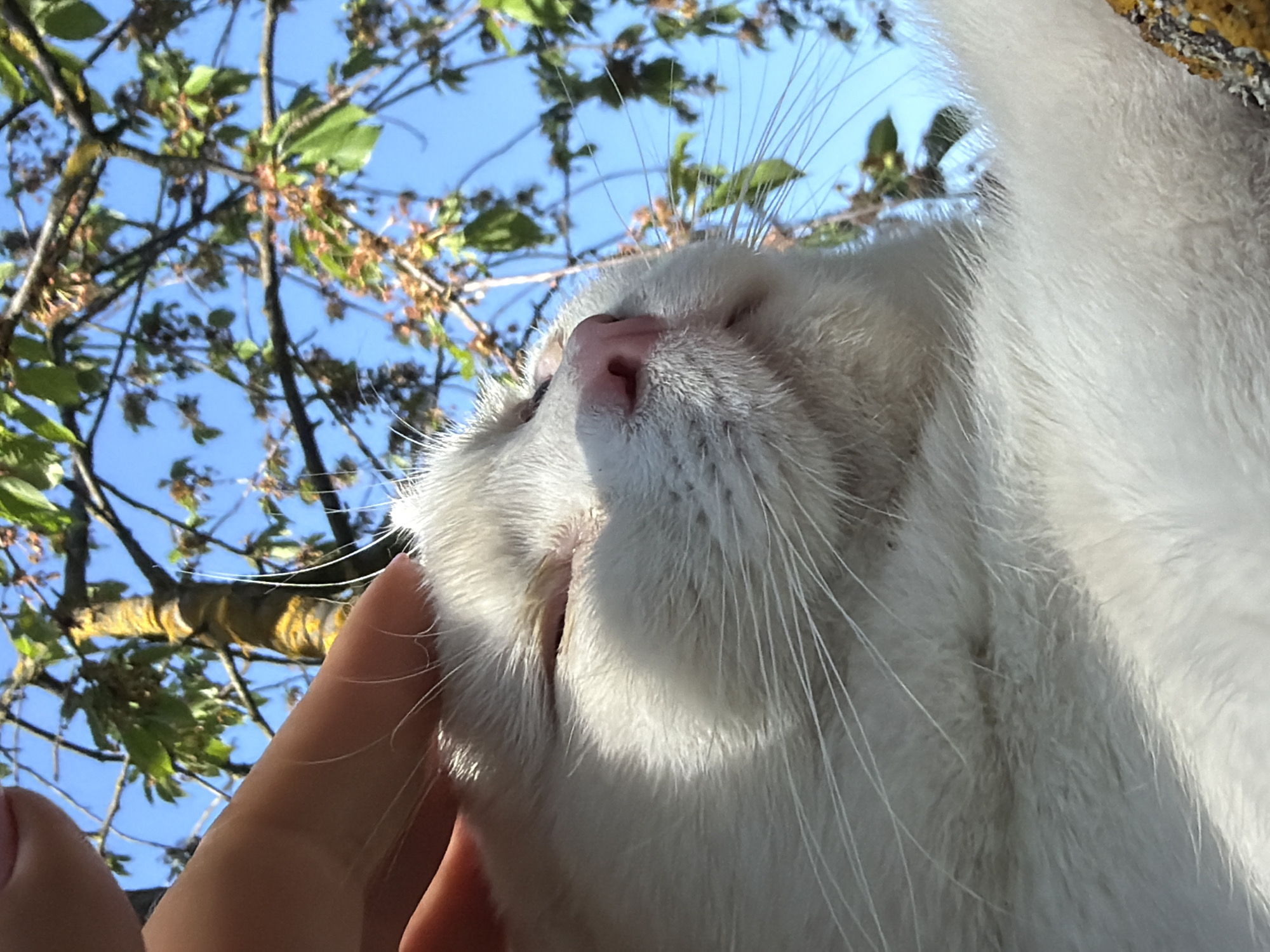 A close-up, low-angle shot shows a white cat being petted. The cat's eyes are closed, and its pink nose is prominent. A hand is visible near the cat's face. In the background, tree branches with green leaves and small brown buds are visible against a blue sky. The environment is outdoors, likely in a yard or garden. The image location cannot be definitively determined as Leningradskaya, Russia.