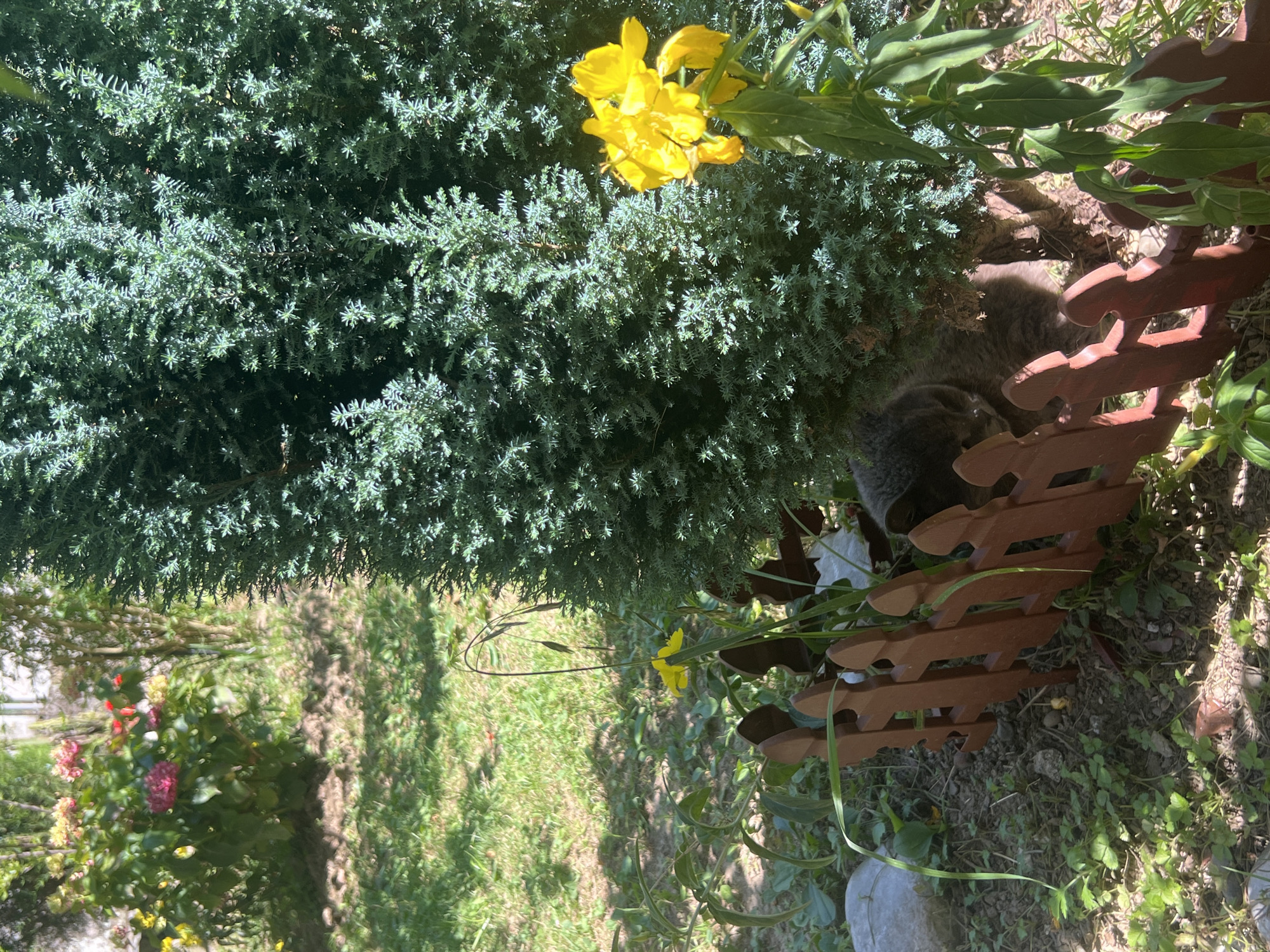 A grey cat is hiding under a conical evergreen tree, peeking out from behind a small, reddish-brown wooden fence. In the background, a bush with pink and red flowers and a yellow flower are visible. The scene is outdoors in what appears to be a garden, with green grass and soil covering the ground. Sunlight casts shadows on the grass. The image is taken from a slightly elevated perspective, looking down on the cat and the surrounding foliage. The location is unknown.