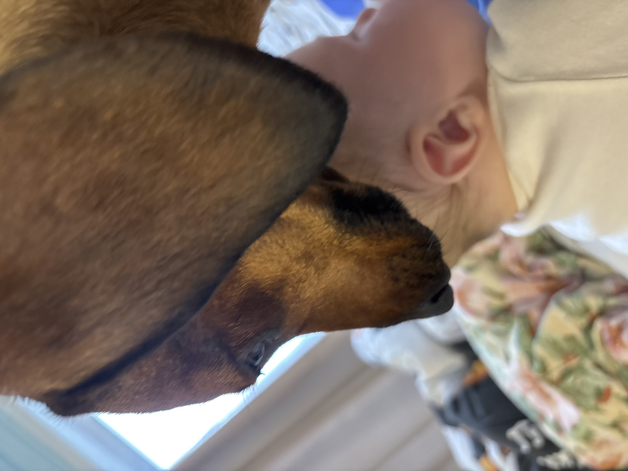 A close-up, high-angle photograph shows a dachshund with brown fur, a large ear, and a visible eye and nose. Adjacent to the dog is the face of an infant, showing a fair complexion and a visible ear. Both the dog and the infant are positioned against a background of white and patterned fabrics. The location is stated as Раздолье, Russia, but there is no environmental information in the image to verify that this location is true.
