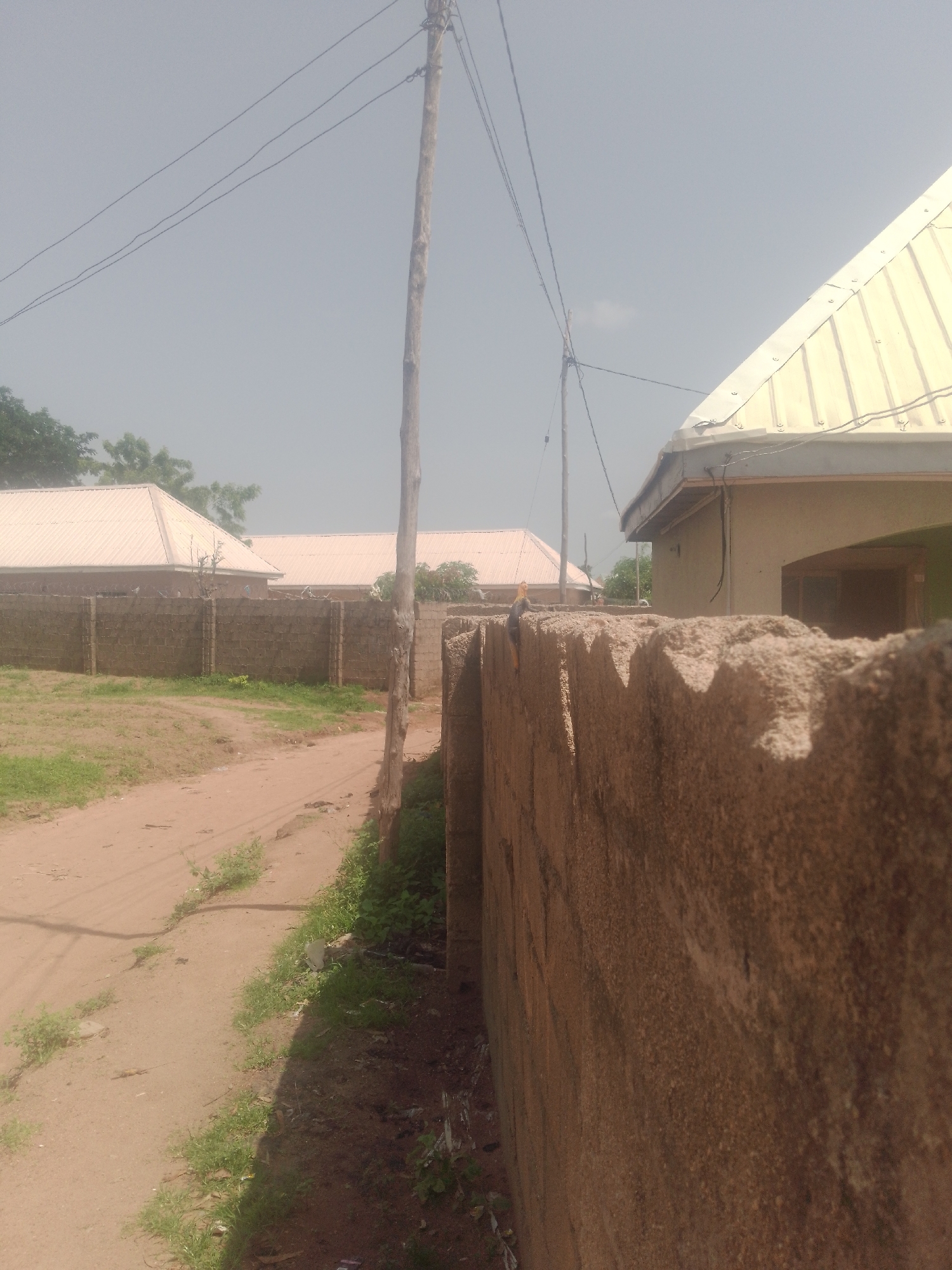 The image depicts a dusty, unpaved road in Jauro Yinu, Nigeria, flanked by a textured concrete wall on the right and a grassy verge leading to a fenced compound with buildings on the left. The sky is overcast and hazy. A wooden utility pole with electrical wires stands prominently near the center of the frame. In the distance, two residential buildings with light-colored, sloped roofs are visible behind a low brick wall topped with barbed wire. The foreground of the concrete wall is rough and uneven. A small, light-colored lizard is perched on top of the wall in the middle ground, to the left of the utility pole.