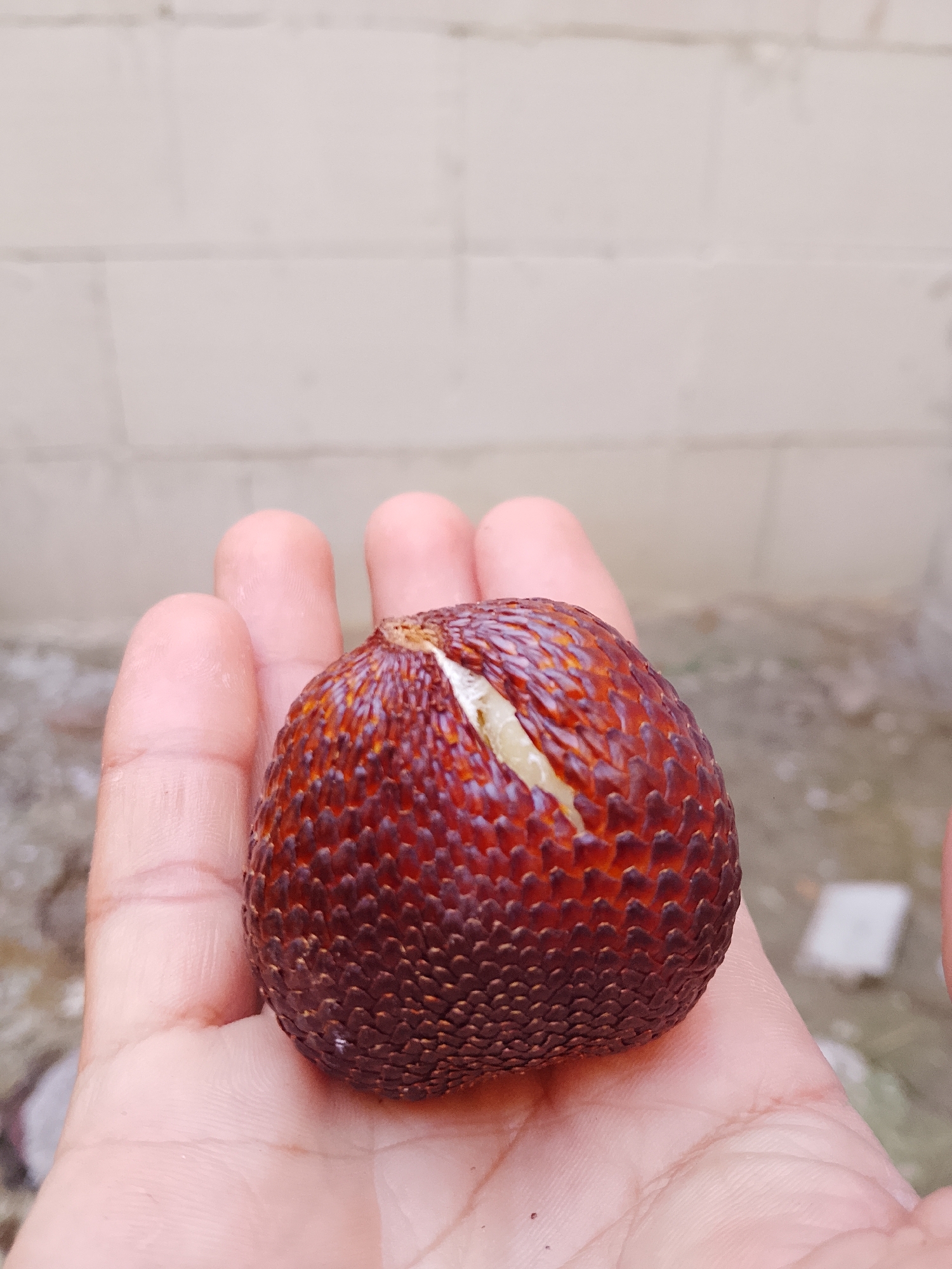 A close-up shot shows a person's palm holding a single, round, reddish-brown fruit with a scaly texture. A light-colored, somewhat creamy slit runs vertically down the fruit's surface. The background consists of a light-colored, textured wall, likely made of cinder blocks, with some gravel and indeterminate objects on the ground. The scene appears to be outdoors in Kasiman, Indonesia.