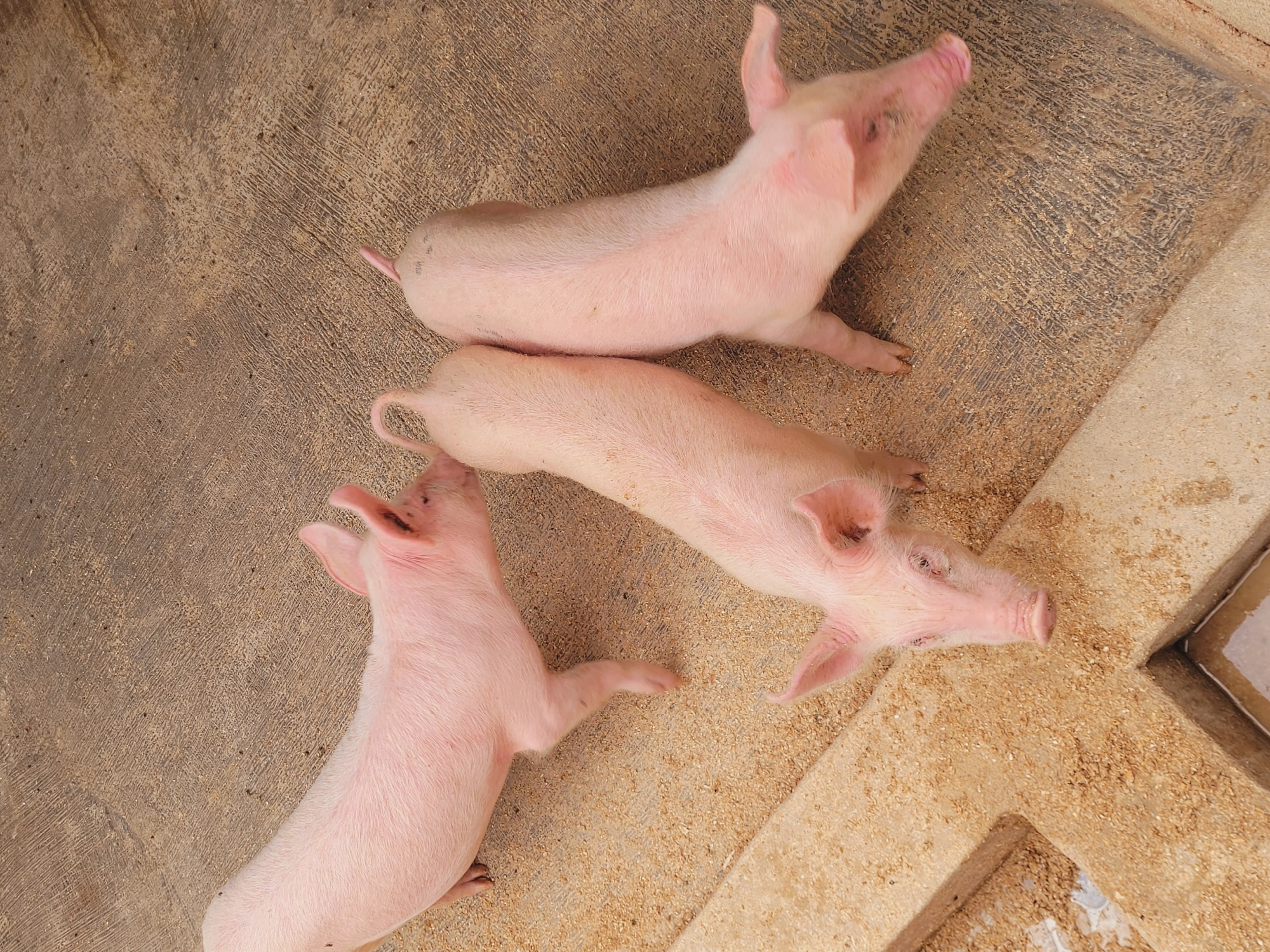 Three young pigs, with pink skin and short tails, are standing on a concrete and sandy surface. Two of the pigs are facing away from the camera, while one pig is facing towards the camera. The pigs appear to be in an outdoor pen or enclosure. The environment suggests a farm or agricultural setting. The image was captured in Bukuru, Nigeria.