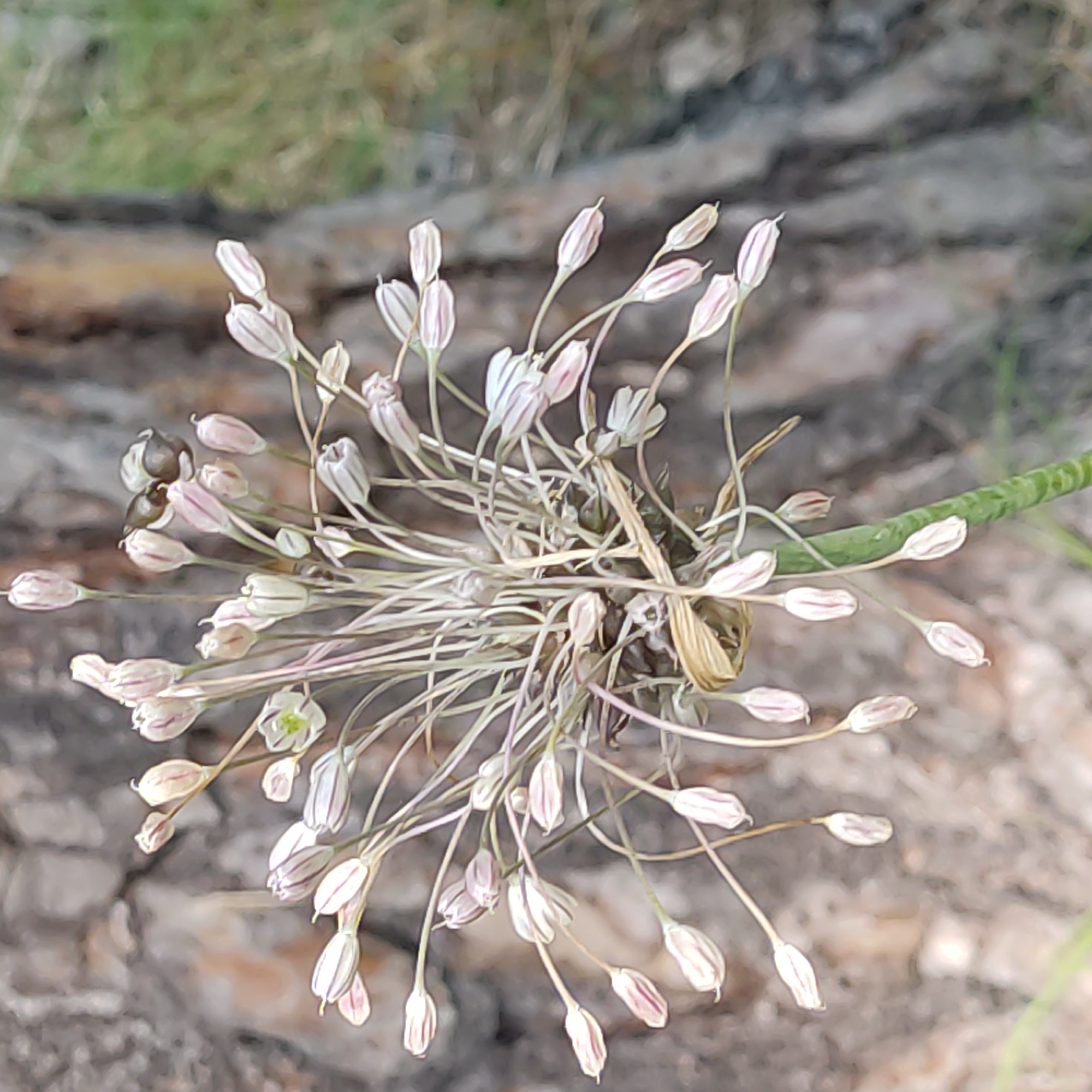 In the city of Unknown, Unknown, a close-up, high-angle shot captures a cluster of pale pink and white bulbous flowers with thin, purplish stripes on their petals. The flowers are attached to delicate, thread-like stems emanating from a central, thick green stalk. Some of the flowers are closed buds, while others are slightly open, revealing a hint of white and green inside. A few dried, brown leaves are intertwined with the stems. In the background, the textured bark of a tree is visible on the left, with a blurred, green, grassy area on the right. The lighting is soft and natural. A small insect with a dark body and lighter wings is perched on one of the flower buds.