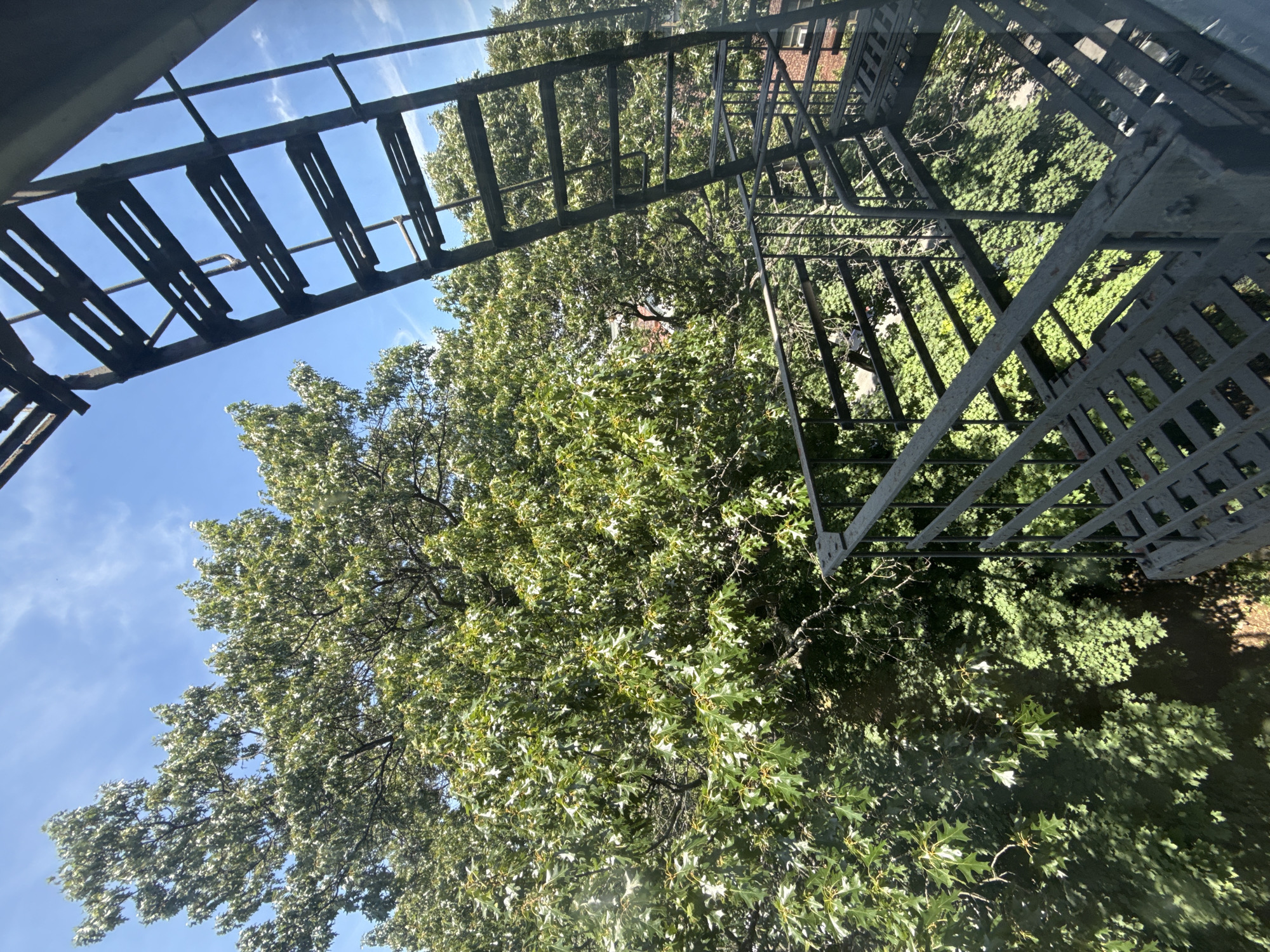 The image shows a fire escape outside a window, with lush green trees and a blue sky with some clouds in the background. The fire escape is made of dark metal and has several steps. The trees are dense and leafy, with sunlight filtering through them. This scene is typical of many urban environments in New York City, particularly in residential areas with older buildings.