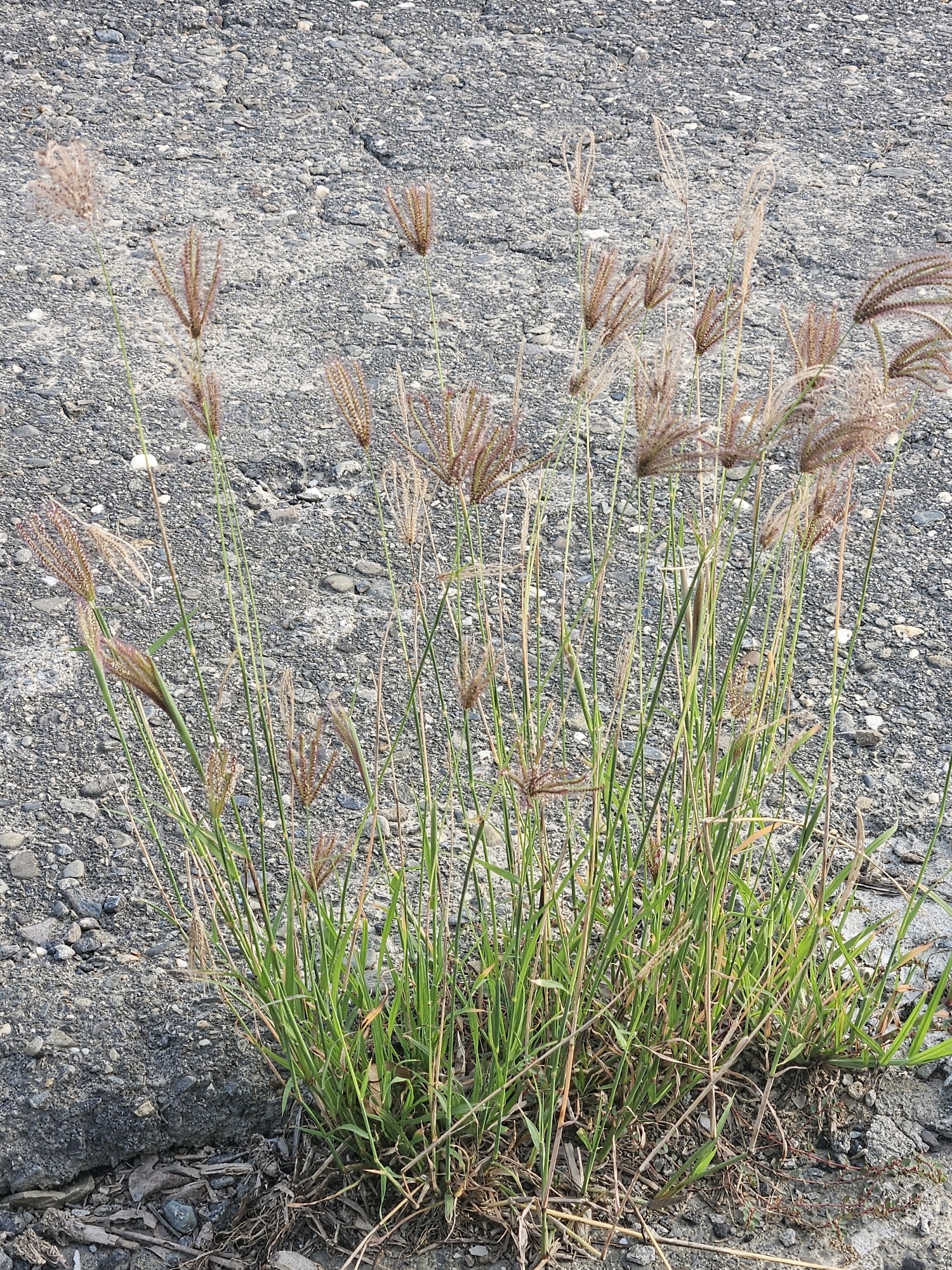 A close-up, eye-level shot captures a clump of green grass with feathery seed heads growing from a crack in asphalt pavement. The grass is clustered densely, with numerous thin, green stalks reaching upward, some topped with reddish-brown, starburst-like seed clusters. The background is composed of rough, grey asphalt, speckled with small pebbles and showing some wear and tear. The lighting suggests it is daytime. The scene is located in Xikou Township, Taiwan.
