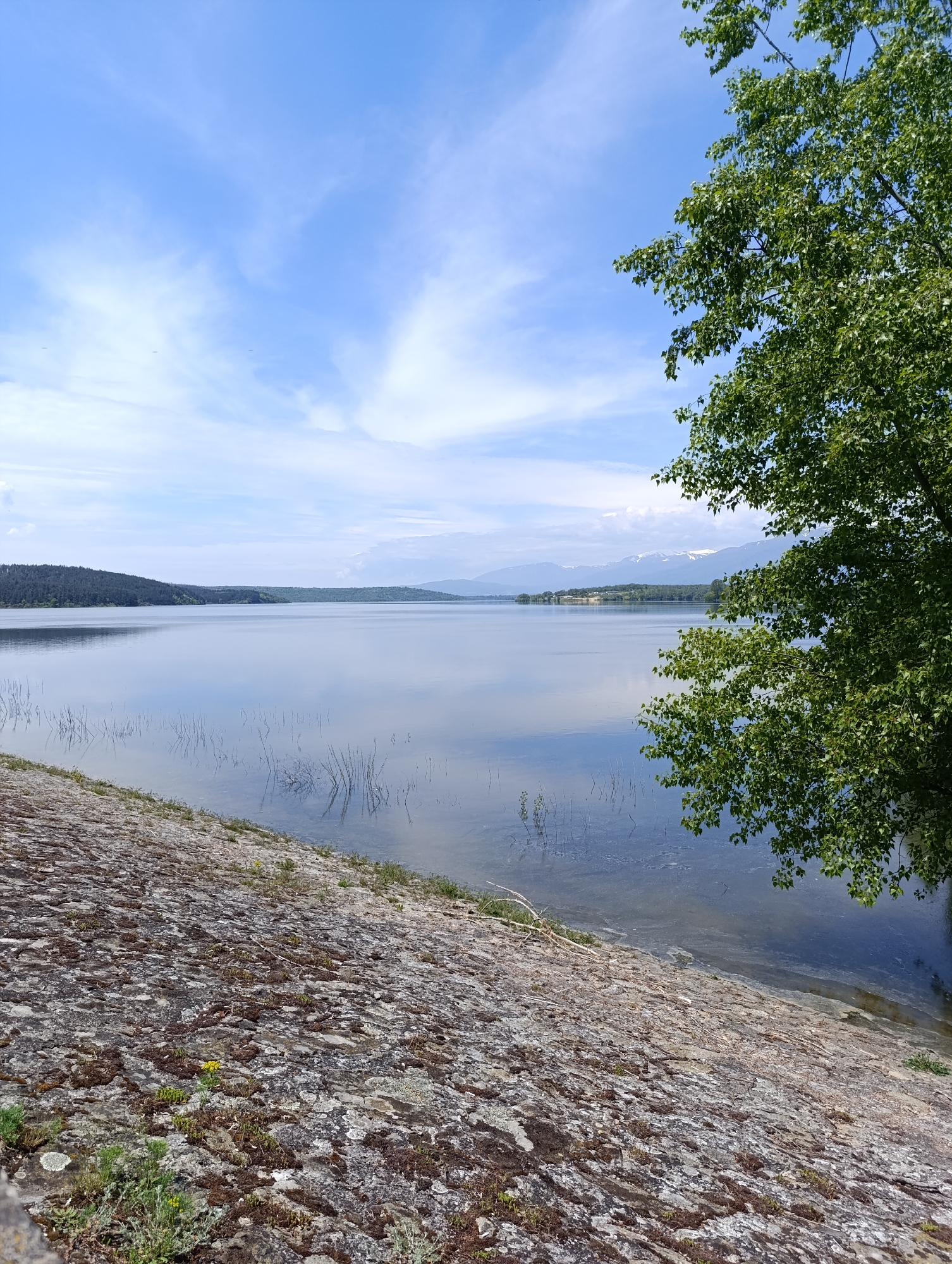 The image captures a serene lakeside scene. In the foreground, a rocky slope covered with moss and sparse vegetation leads down to the water's edge. The water is calm and reflective, mirroring the sky above. Emerging from the water are slender stalks of submerged plants.
In the middle ground, a wide expanse of water stretches towards the horizon. In the distance, the far shore is visible, marked by a line of trees and hills. Further beyond, snow-capped mountains can be faintly seen against the sky.
To the right of the frame, the leafy branches of a tree partially obscure the view, adding depth and framing the scene. The sky above is a mix of blue and white, with wisps of clouds scattered across the expanse.
The location is Unknown, Unknown.