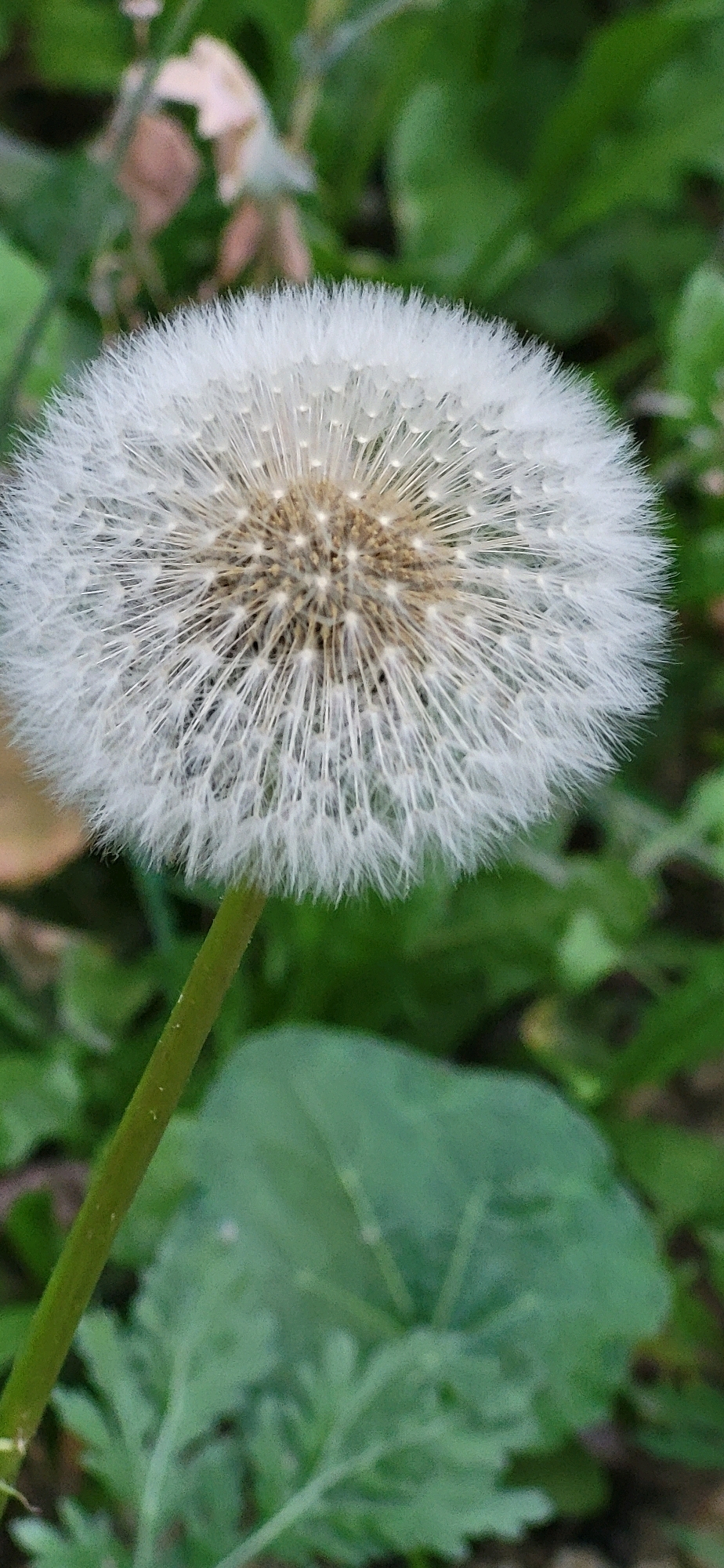 A close-up, vertical, outdoor, eye-level shot features a fully bloomed dandelion seed head. The seed head is predominantly white, with fine, feathery filaments radiating outwards from a central, brown core. The stem of the dandelion is visible at the bottom left of the frame, a vibrant green and slightly fuzzy. The background is a blur of greens, suggesting foliage and grass, with hints of brown and beige suggesting dried leaves or soil. The lighting is soft and natural, characteristic of an overcast day or shaded area. There are no people or animals visible in the image, and no recognizable landmarks that would indicate a specific location within Oskemen, Kazakhstan.