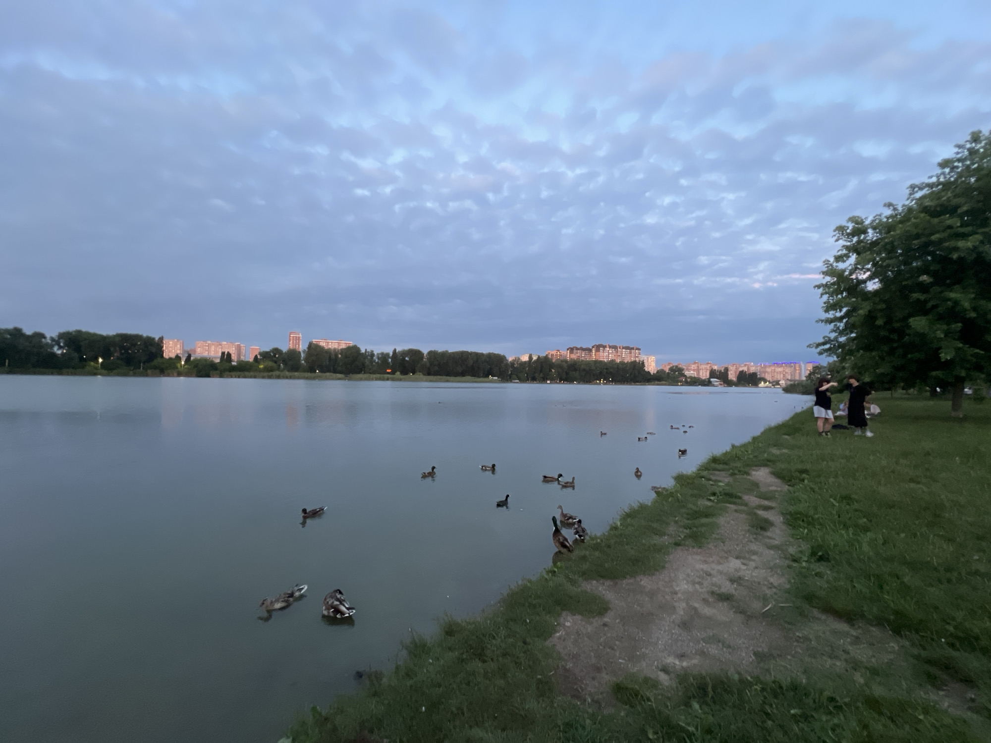 A wide shot captures a serene evening scene at a lake in Krasnodar, Russia. The sky is a muted blue with scattered, textured clouds. Across the tranquil water, a distant city skyline is visible, featuring rows of buildings and trees lining the shore. Numerous ducks are scattered across the lake, some swimming, others resting on the water's surface or near the bank. In the foreground, the grassy bank slopes down to the water, with a dirt path winding along its edge. Two individuals, a male and a female, stand on the grass near the water, appearing to interact. The overall atmosphere is peaceful, hinting at dusk.
