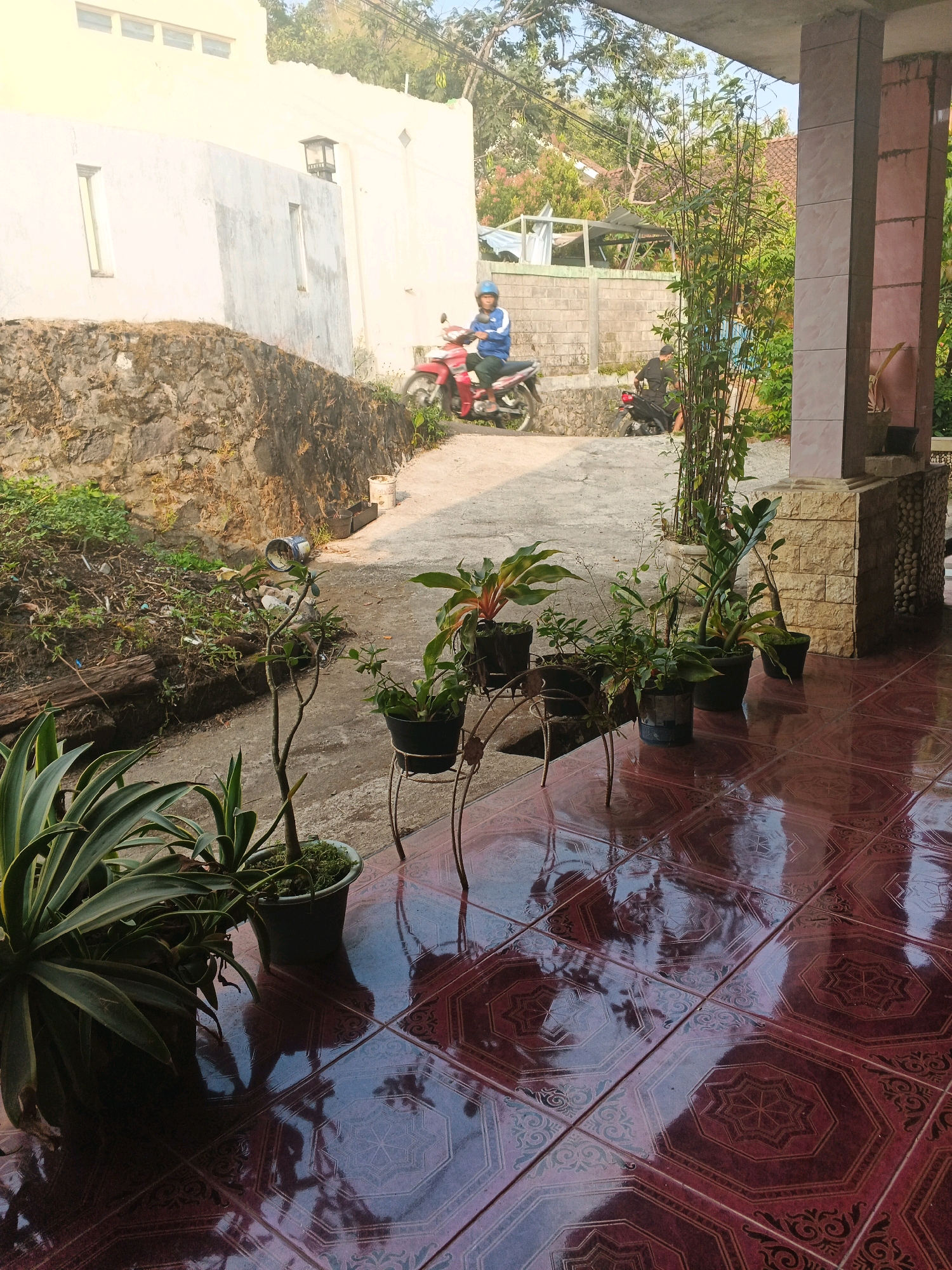 In Keji, Indonesia, a bright, sunny day unfolds in a residential area. The foreground is dominated by a tiled floor with a rich, reddish-brown hue, featuring an octagonal pattern with intricate floral designs. Several potted plants, their leaves varying in shades of green and red, are arranged on decorative metal stands. One large, spiky green plant is particularly prominent on the left.
Beyond the tiled area, a pathway of grey concrete leads towards a low stone wall. To the left of the path, a pile of debris, including branches and what appears to be discarded materials, sits beside the wall. A large rock face forms the backdrop to this area.
Further down the path, two individuals are present. One person, wearing a blue jacket and helmet, is riding a red motorcycle. Another individual, dressed in black, is standing next to a parked black motorcycle. In the distance, a white building with several small, rectangular windows is visible, alongside some vegetation and trees. A tall, slender plant with thin stalks and small leaves grows near the building's pillars, adding a vertical element to the scene. The overall impression is of a typical outdoor residential setting in a tropical climate.