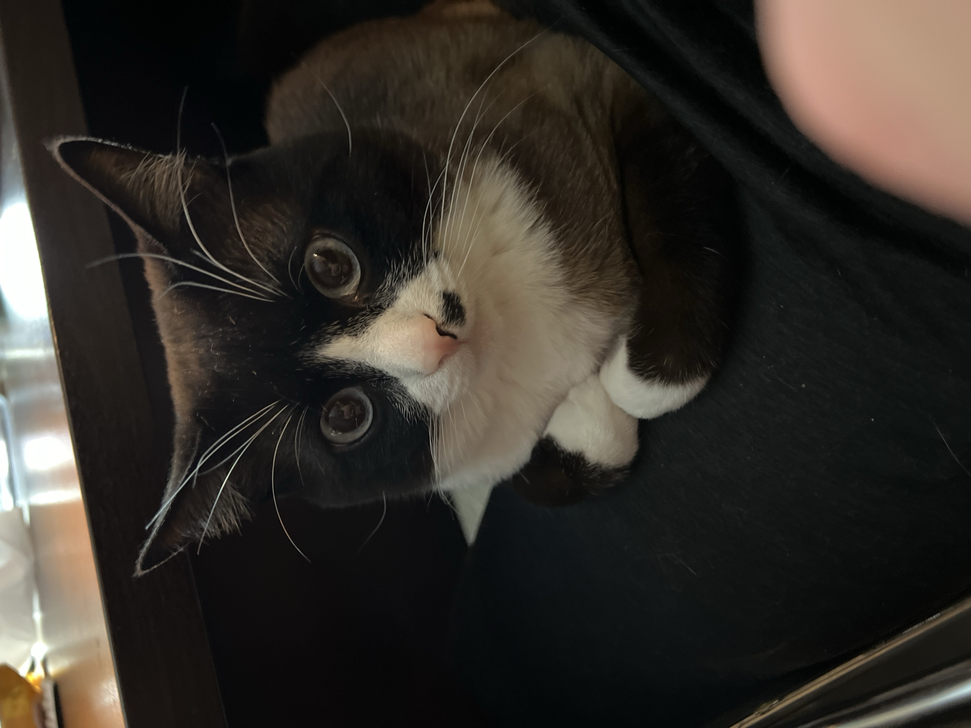 A cat with black and white fur is the main subject of the image. The cat has a predominantly black head with white fur around its mouth and chest. Its eyes are large and brown. The cat is looking directly at the camera. Its front paws are crossed. The background is dark. The location is not Noviy, Russia.