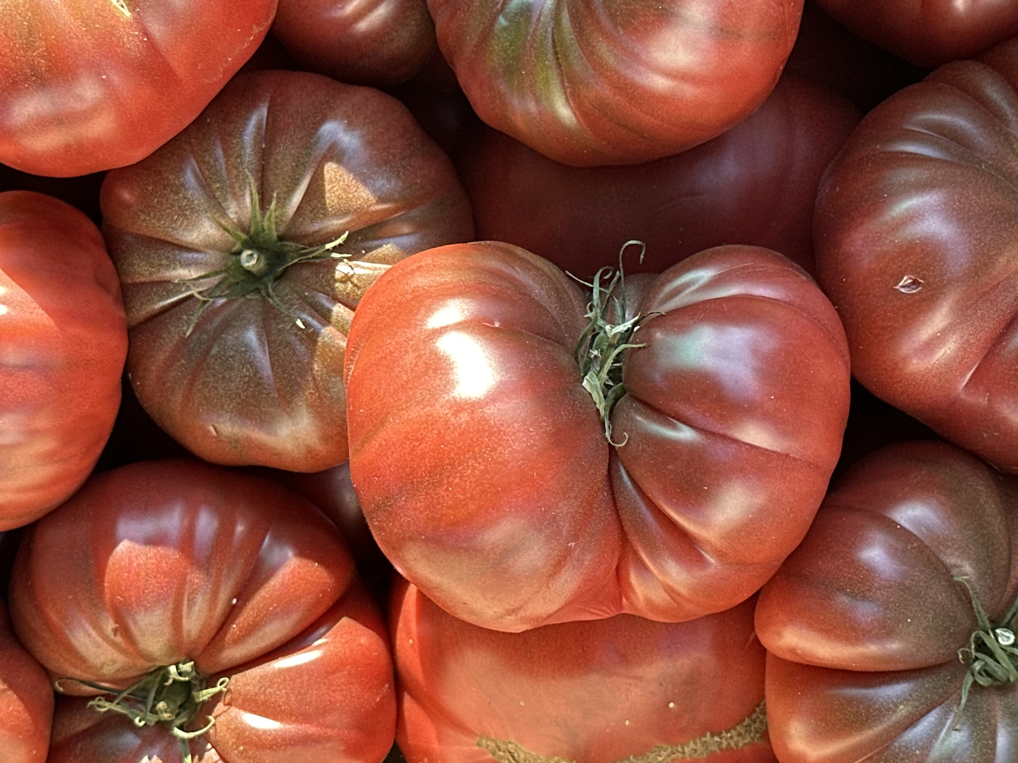 A close-up, overhead shot shows a pile of ripe, heirloom tomatoes, likely a variety of beefsteak or oxheart tomatoes, with deeply ribbed skins in shades of crimson and dark red. The tomatoes are tightly packed, with some showing their green stems and calyxes. The lighting creates highlights and shadows, emphasizing the texture and curvature of the fruits. The background is dark and out of focus, drawing all attention to the tomatoes. The scene appears to be a harvest bounty or a market display.