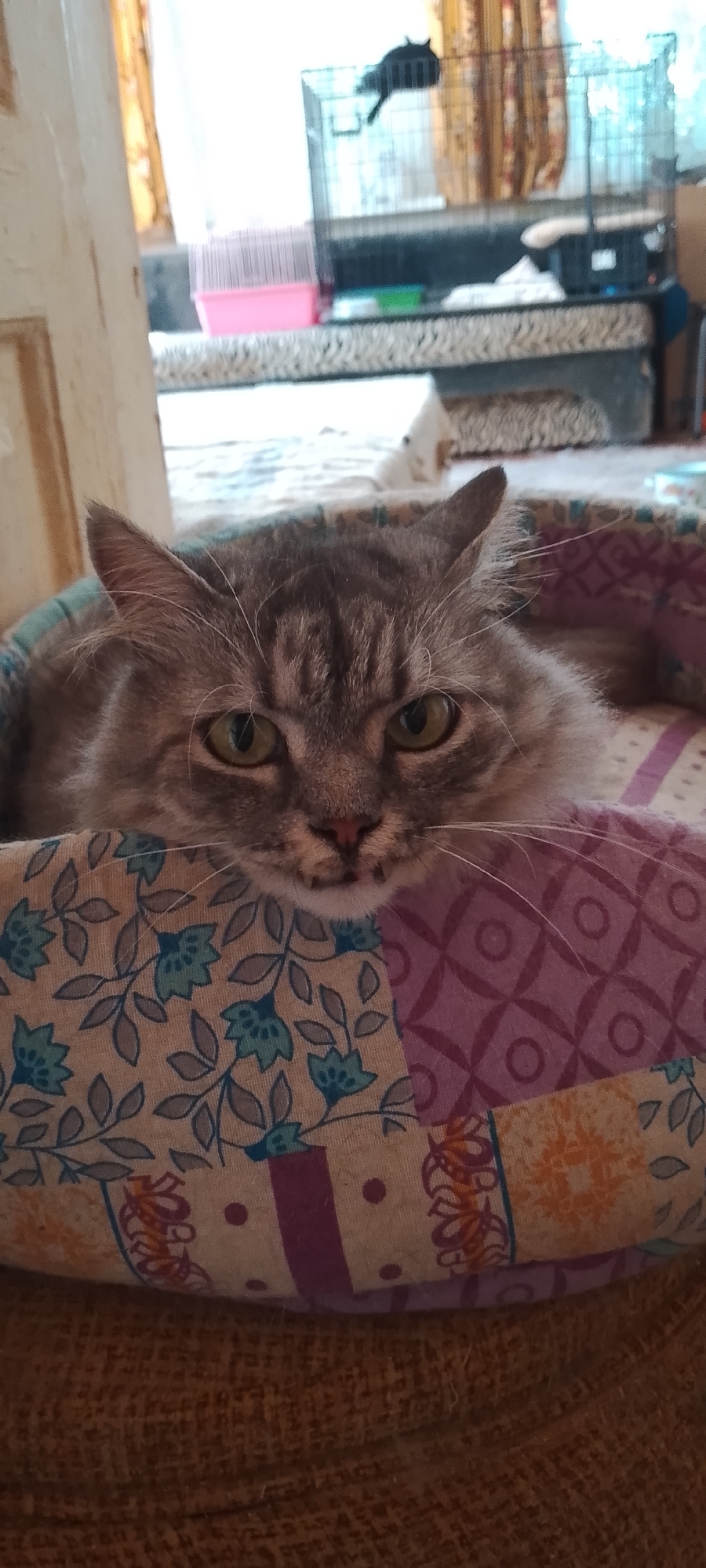 A fluffy, gray tabby cat with green eyes rests its head on a colorful, patterned cushion. The cat's face is the primary focus of the image, with its fur detailed with stripes and soft whiskers. The cushion it rests on features a floral design with blue flowers and leaves on a light background, along with sections of purple and orange geometric patterns. The background is blurred, showing what appears to be an indoor setting with curtains and possibly a pet cage. There is no indication of the specific location in Belgorod, Russia, or any other identifiable city.