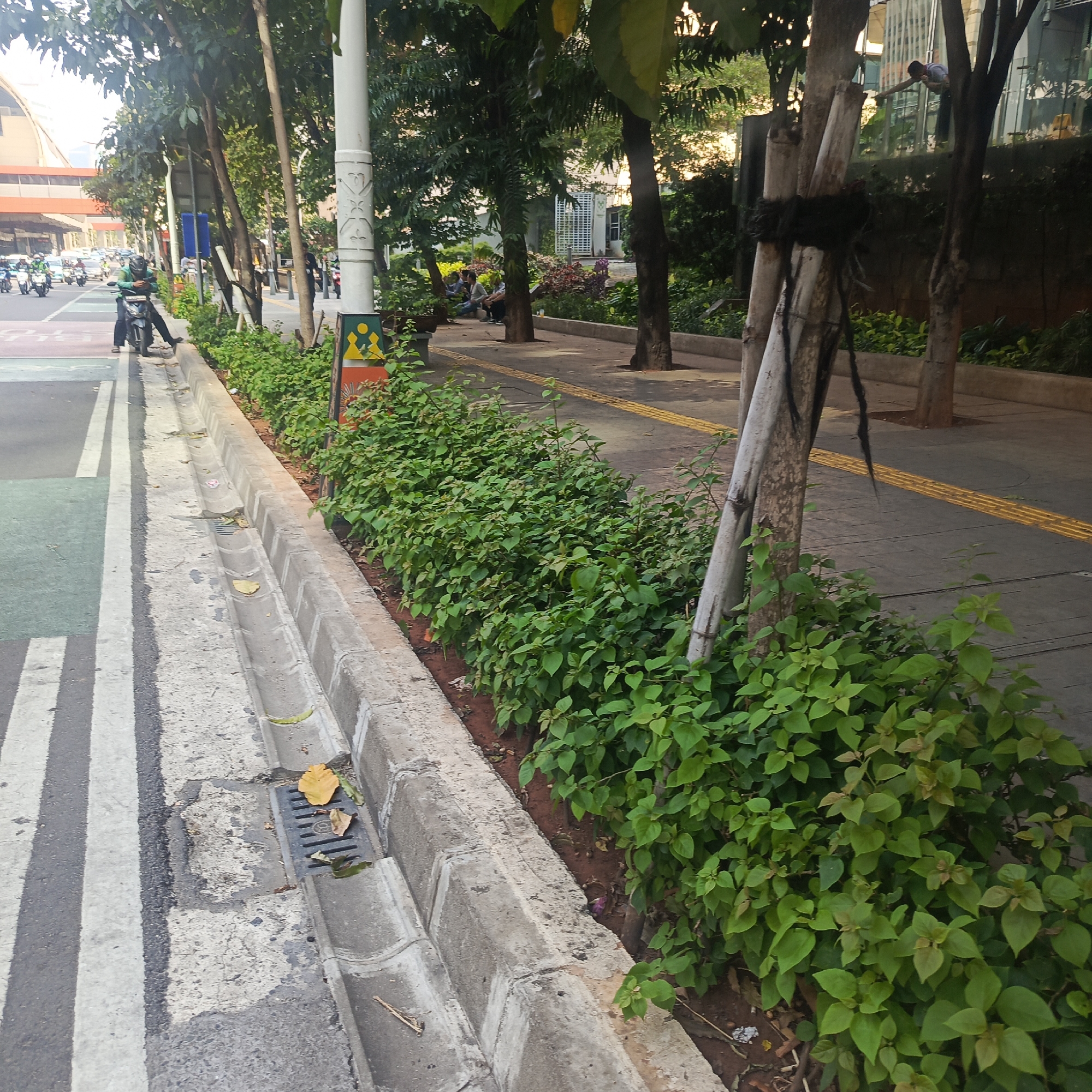 The image depicts a street scene in South Jakarta, Indonesia, likely during the day. In the foreground, a concrete curb runs along the edge of a paved road with white and green lane markings. A section of the curb has a drain grate with some fallen leaves. Adjacent to the curb is a strip of dense green foliage, appearing to be ornamental plants. A large tree with visible support stakes wrapped in dark material stands prominently on the right side of the image, its trunk partially obscured by the foliage.
Further down the street, several motorcycles are visible. One motorcycle, ridden by a person wearing a green jacket and dark pants, is stopped next to the curb, with the rider looking down at their phone. Other motorcycles are in motion in the background, suggesting traffic.
The background reveals a sidewalk area with more trees and some people seated on a bench. Beyond the sidewalk, there is a building with a modern facade and architectural elements, possibly indicating a commercial or public space. The lighting suggests it is daytime, with a soft glow possibly from the sky. The overall impression is of an urban environment with integrated green spaces and pedestrian walkways alongside a road.