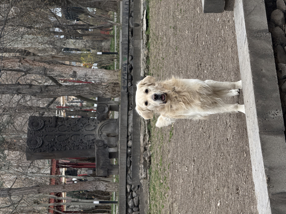 A light cream-colored Golden Retriever dog stands centered in a public park in Yerevan, Armenia. The dog faces forward, its mouth slightly open, and wears a dark collar. Its front paws are partially obscured by a concrete ledge, which rests on a dry-stone wall in the immediate foreground. Behind the dog is an area of bare, brownish-grey earth with sparse patches of green grass. In the midground, a dark grey, intricately carved stone monument, resembling a traditional Armenian khachkar with a central cross and floral patterns, stands on a raised stone platform flanked by two smaller carved stone elements. The background consists of numerous deciduous trees with bare branches, suggesting late winter or early spring. Distant buildings and several white light poles are visible through the trees. The scene is illuminated by diffused ambient light.